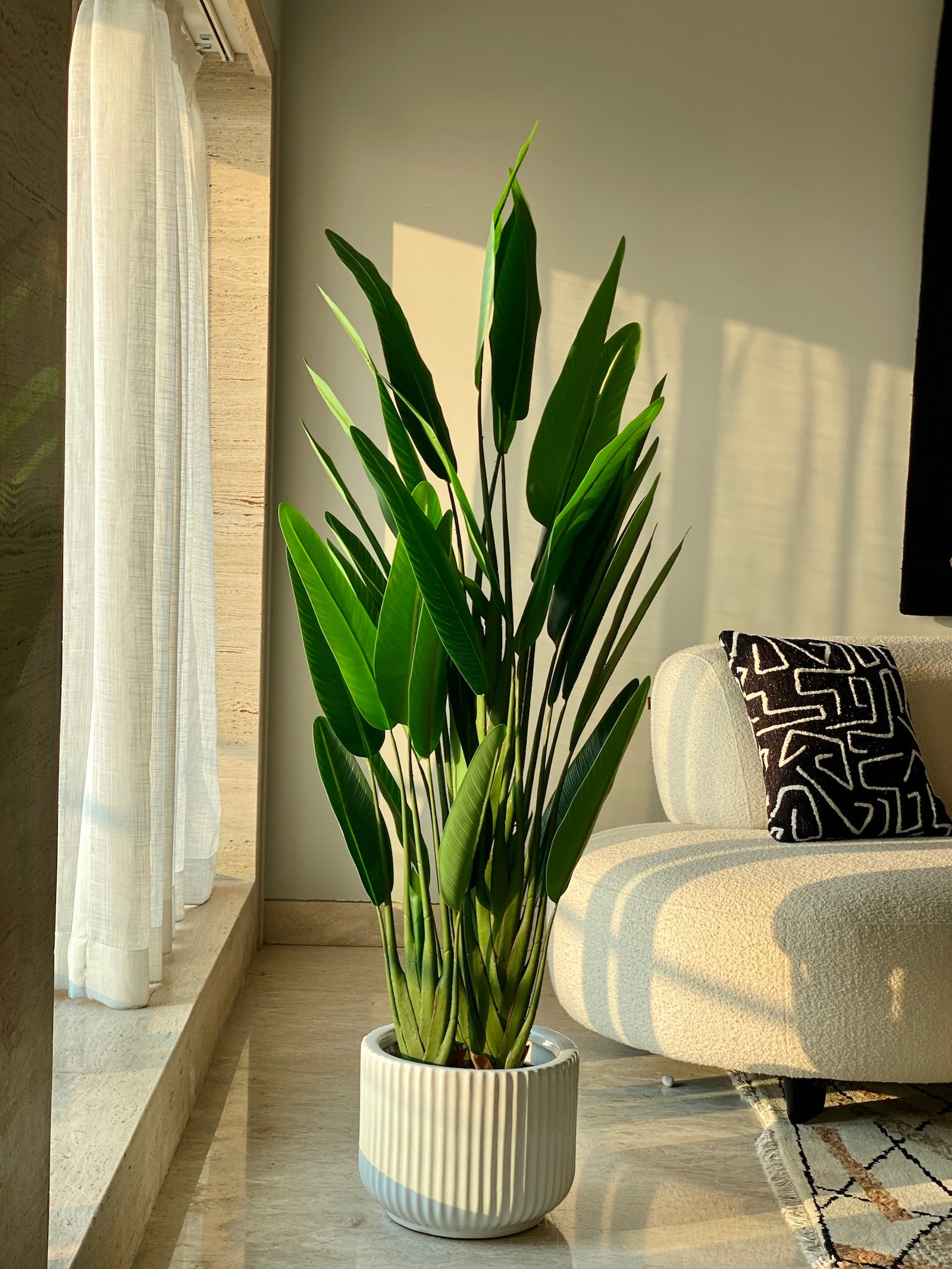 Slim Travellers Palm Tree - 5.5 Feet