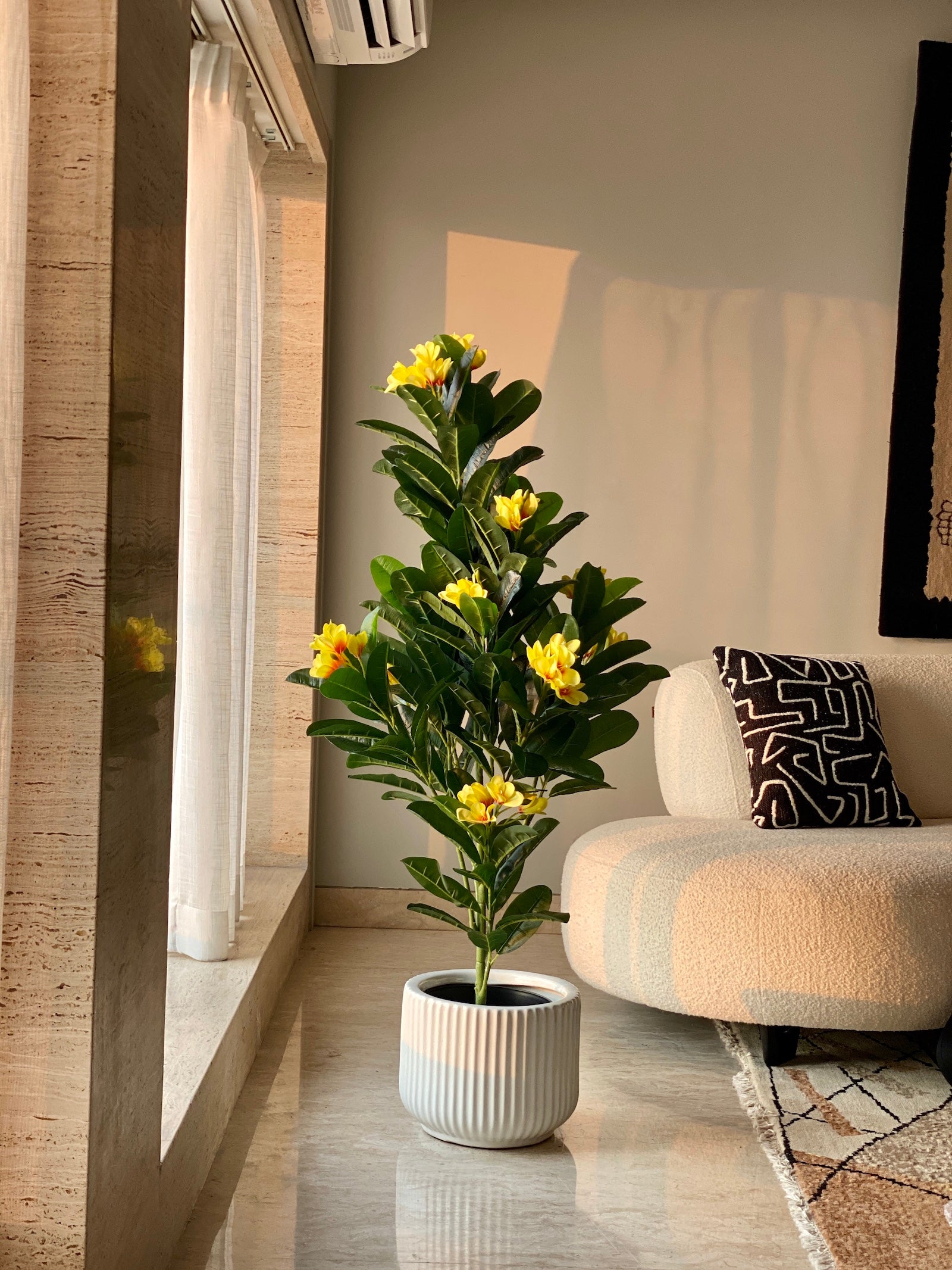 Yellow Firangipani Tree - 5 Feet