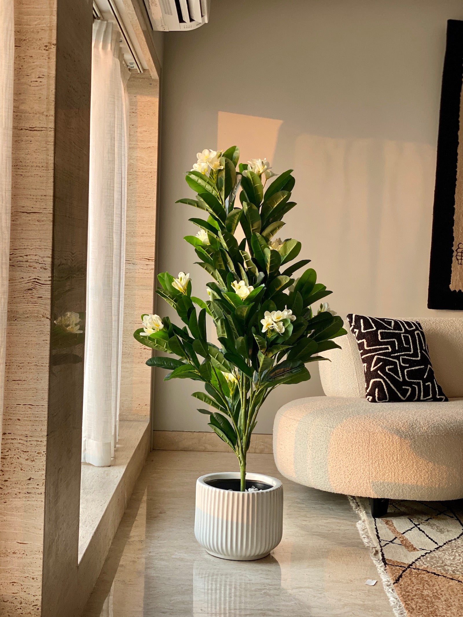 White Frangipani Tree - 5 Feet