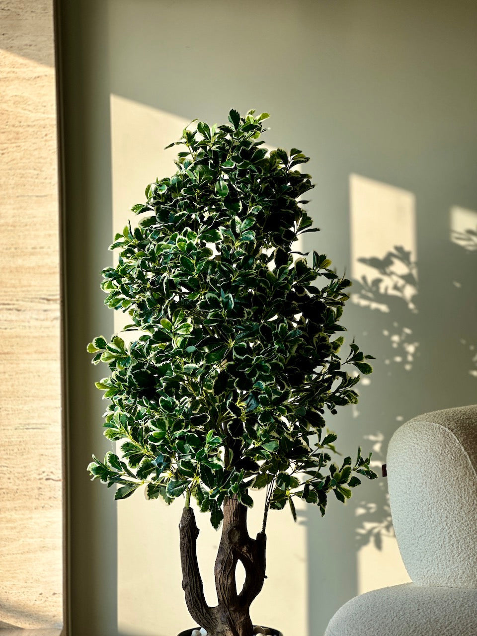 Schefflera Leaves Plant - 5 Feet