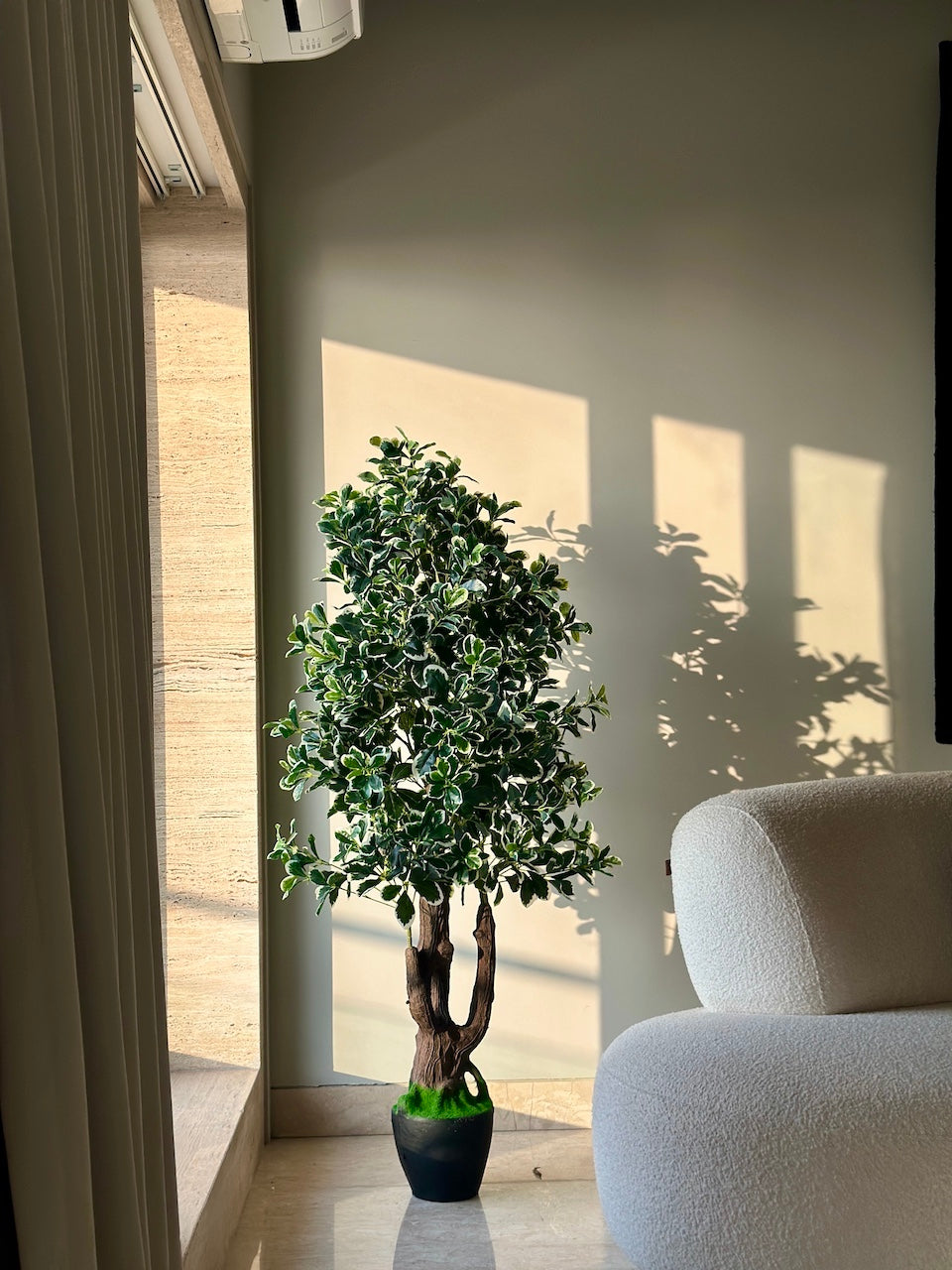 Schefflera Leaves Plant - 5 Feet