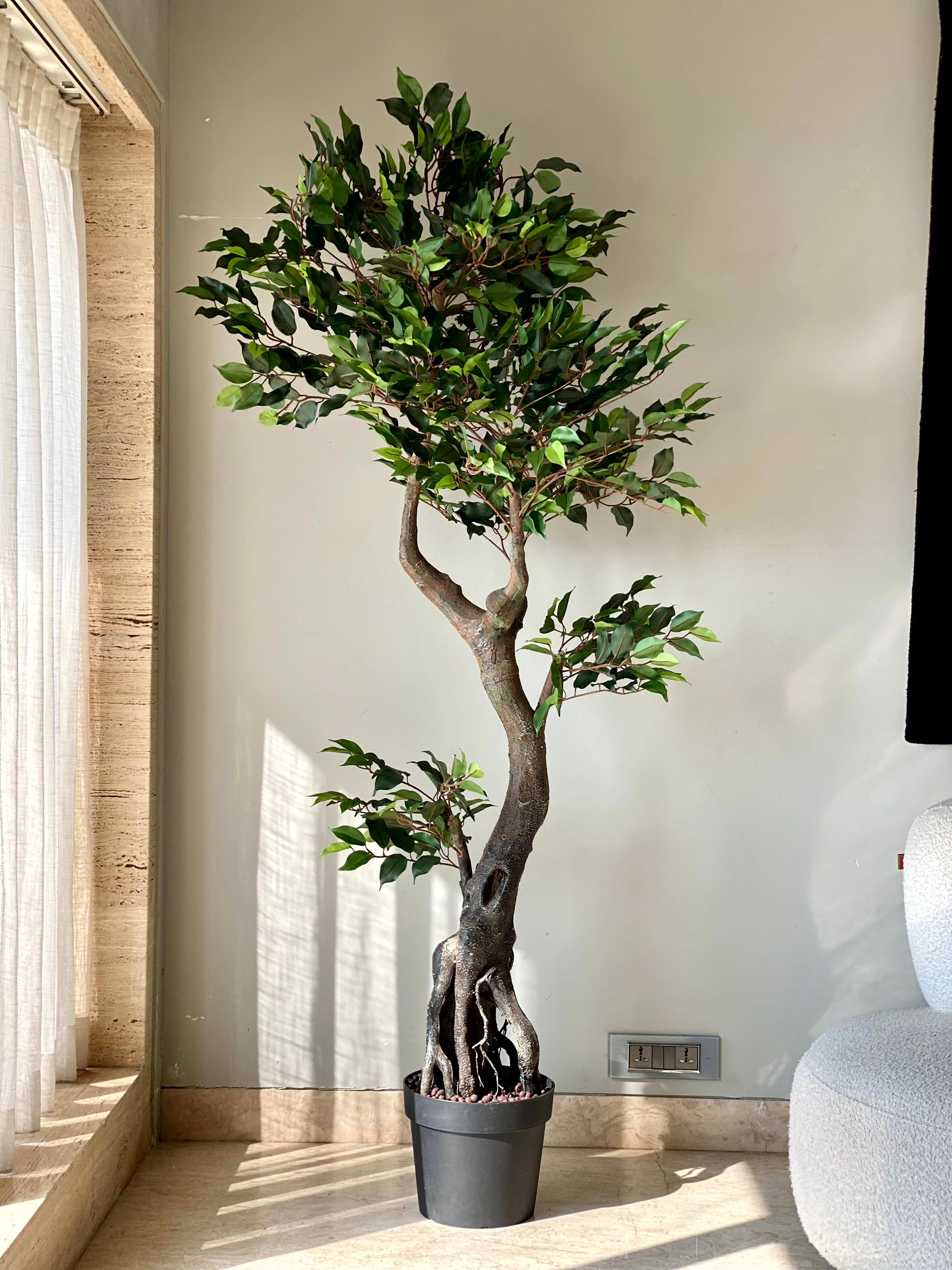 Artificial Twined Ficus Plant - 6 Feet