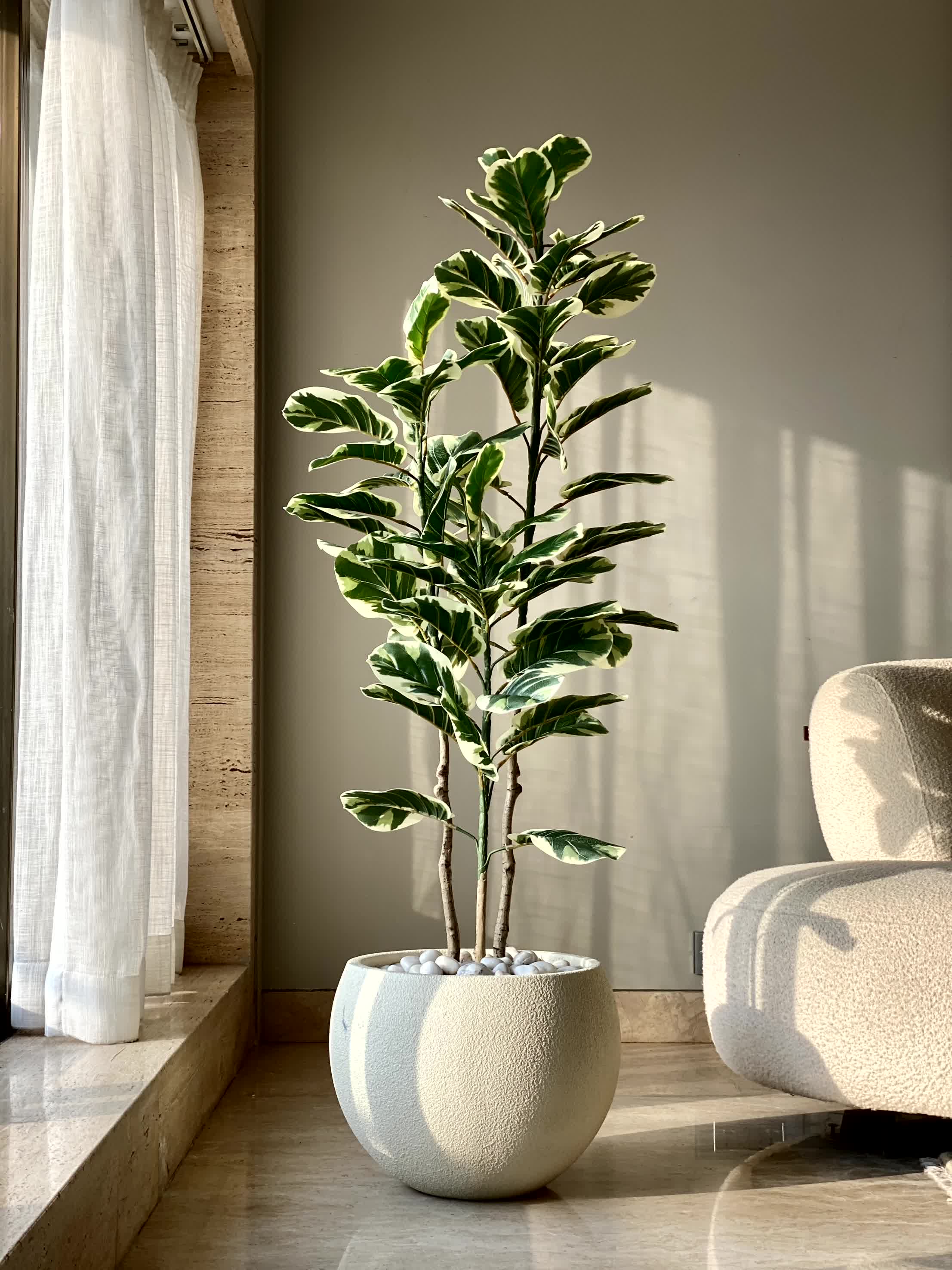 Artificial Variegated Fiddle Plant - 5 Feet