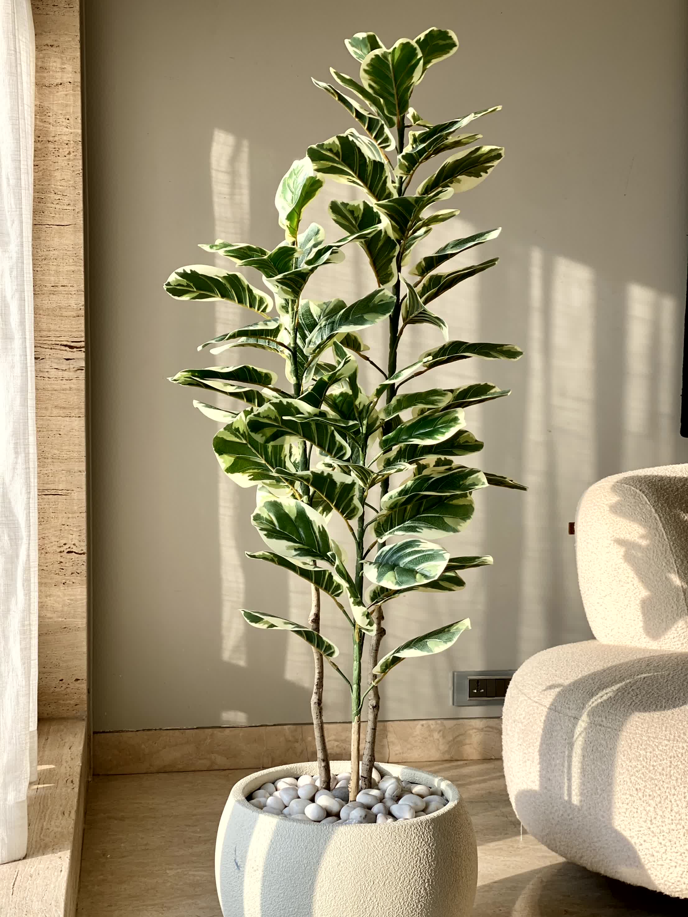 Artificial Variegated Fiddle Plant - 5 Feet