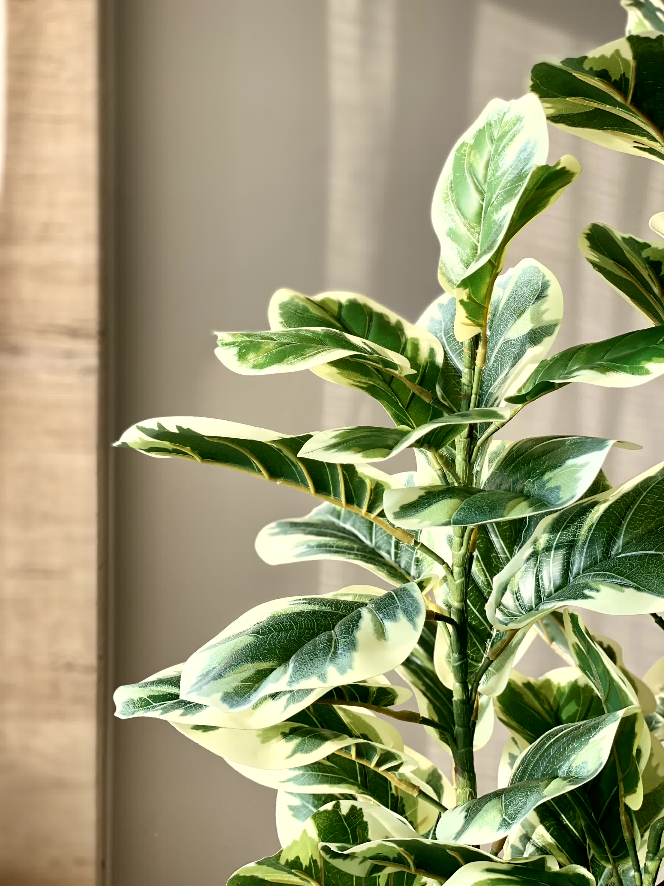 Artificial Variegated Fiddle Plant - 5 Feet