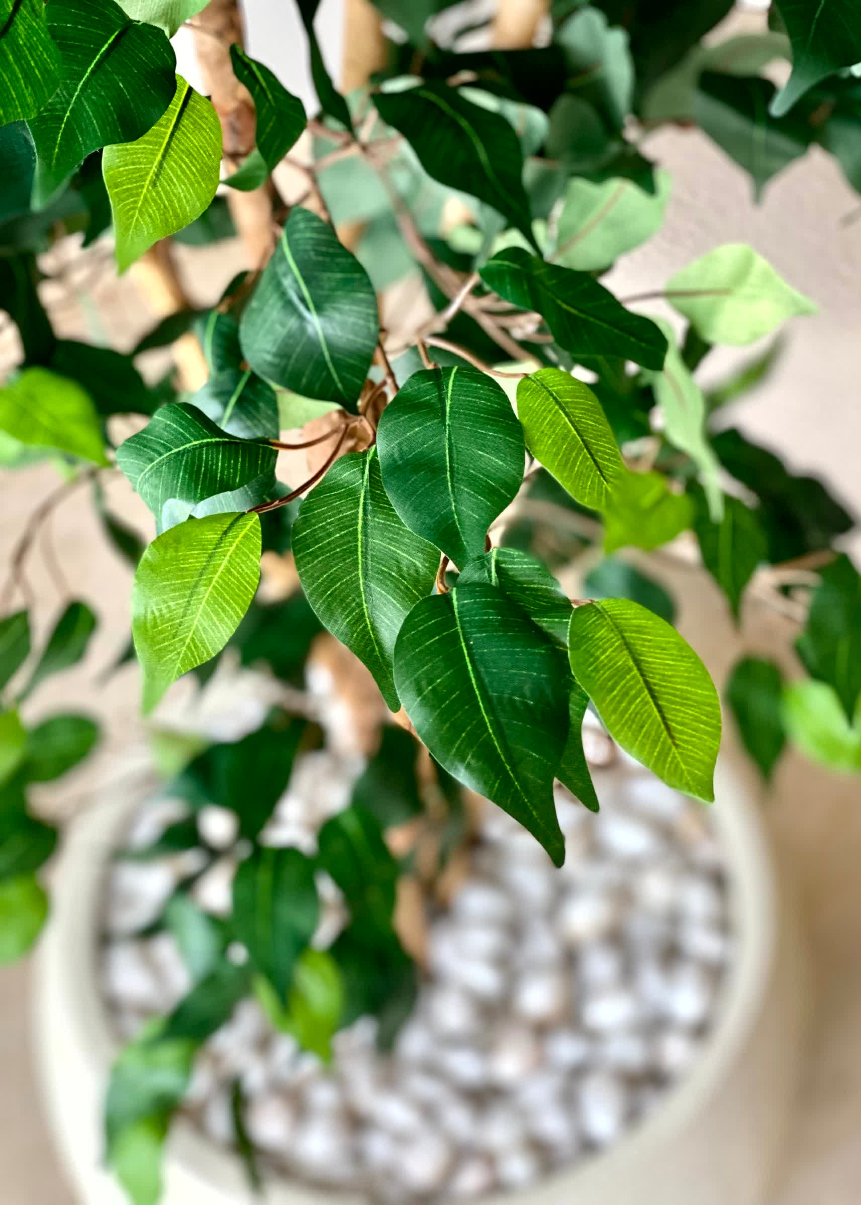 Artificial Paradise Ficus Plant - 7 Feet