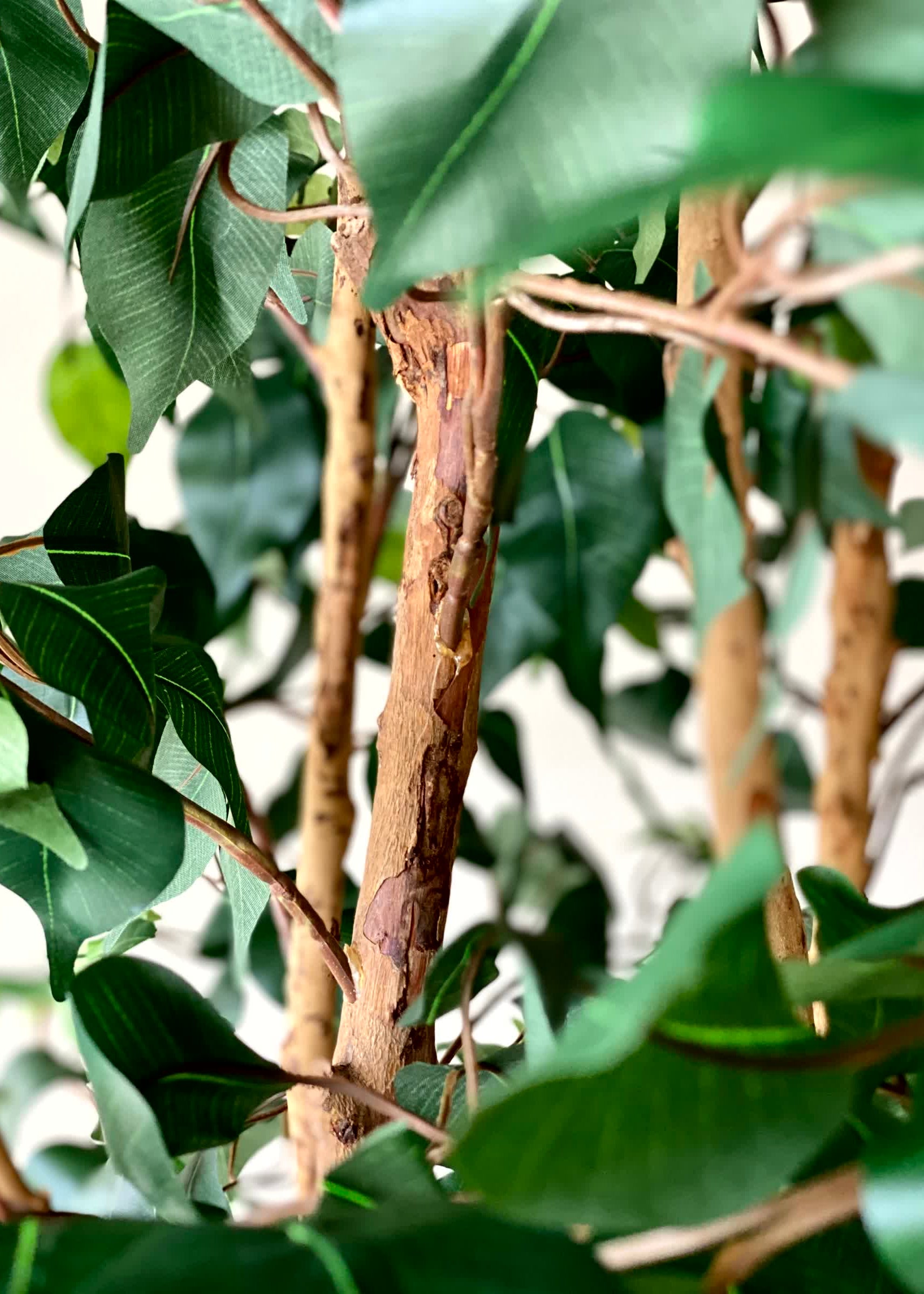 Artificial Paradise Ficus Plant - 7 Feet