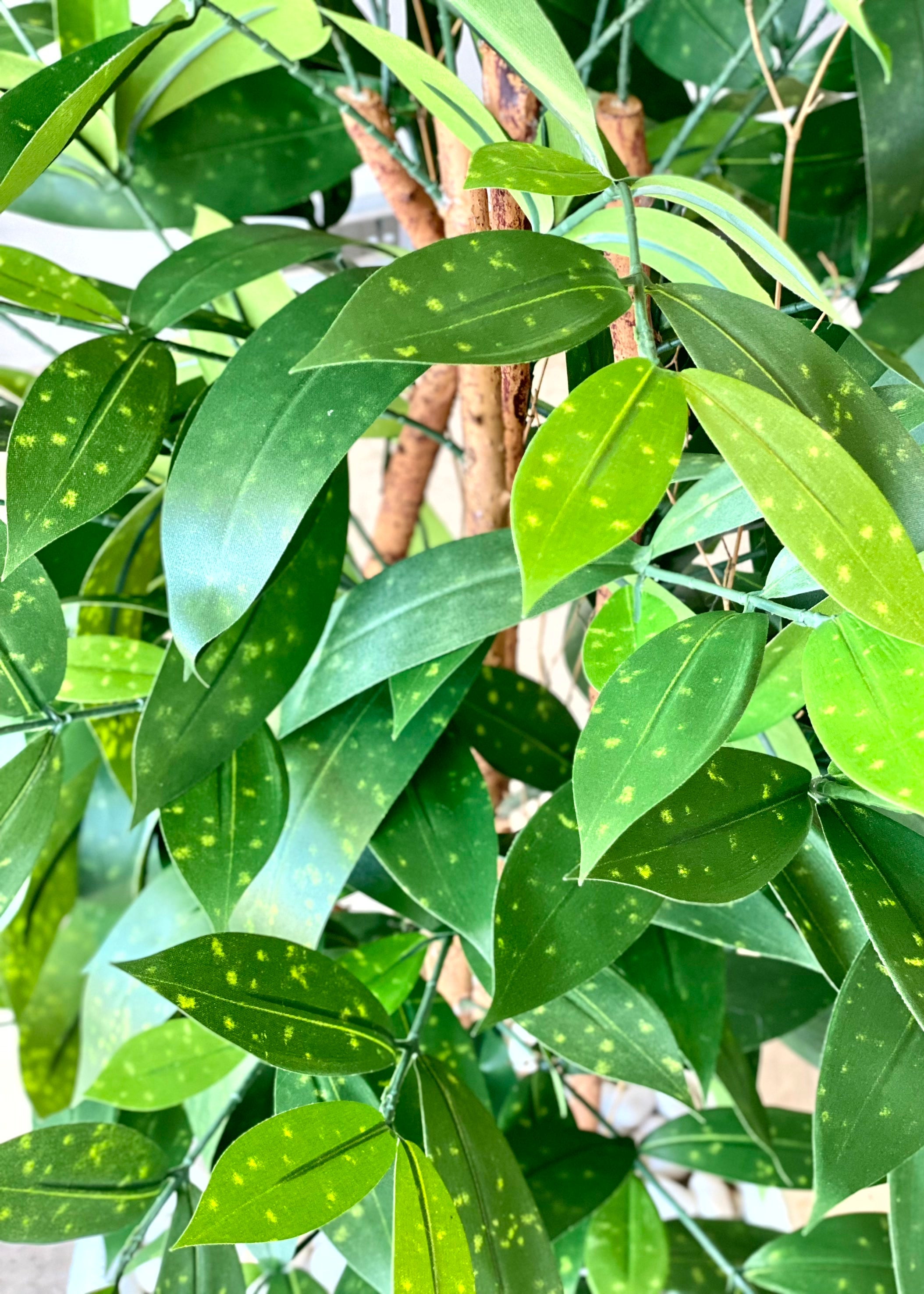 Artificial Dracaena Surculosa Plant - 4 Feet