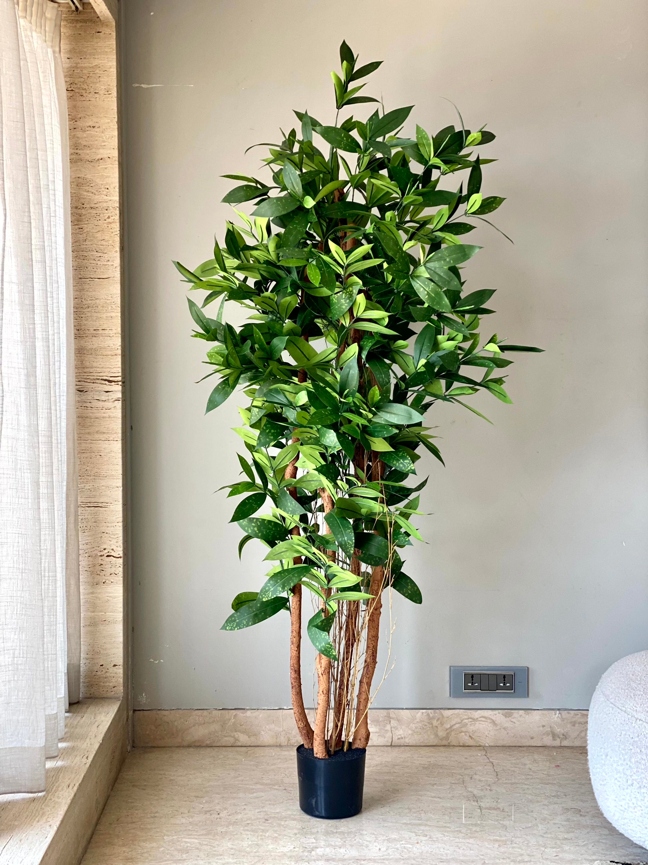 Artificial Dracaena Surculosa Plant - 6 Feet