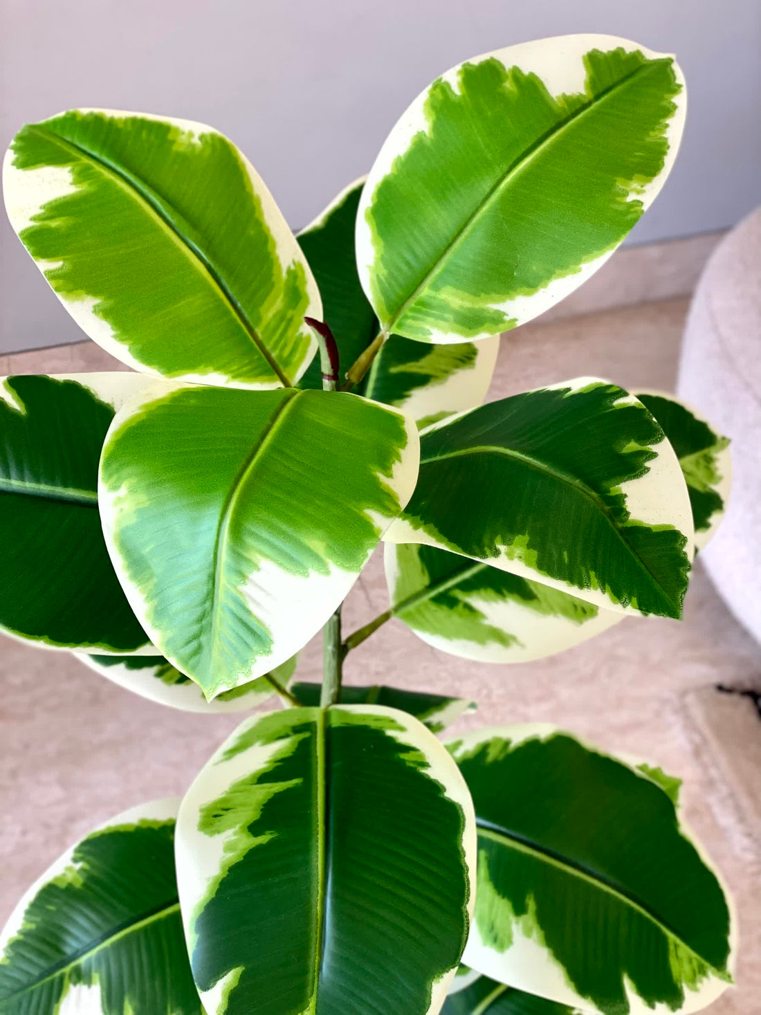 Artificial Verigated Rubber Plant - 2.5 Feet