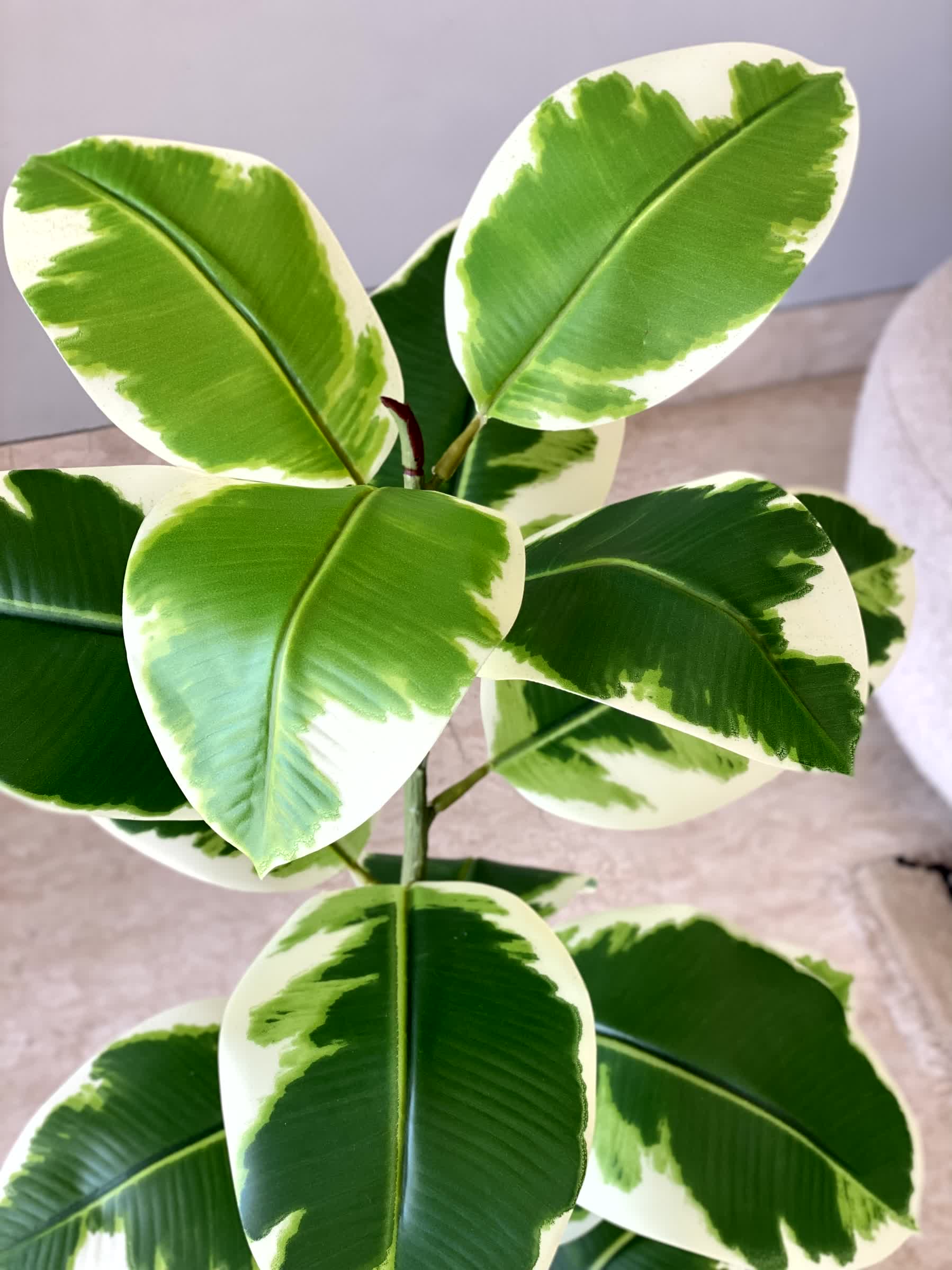 Artificial Verigated Rubber Plant - 2.5 Feet