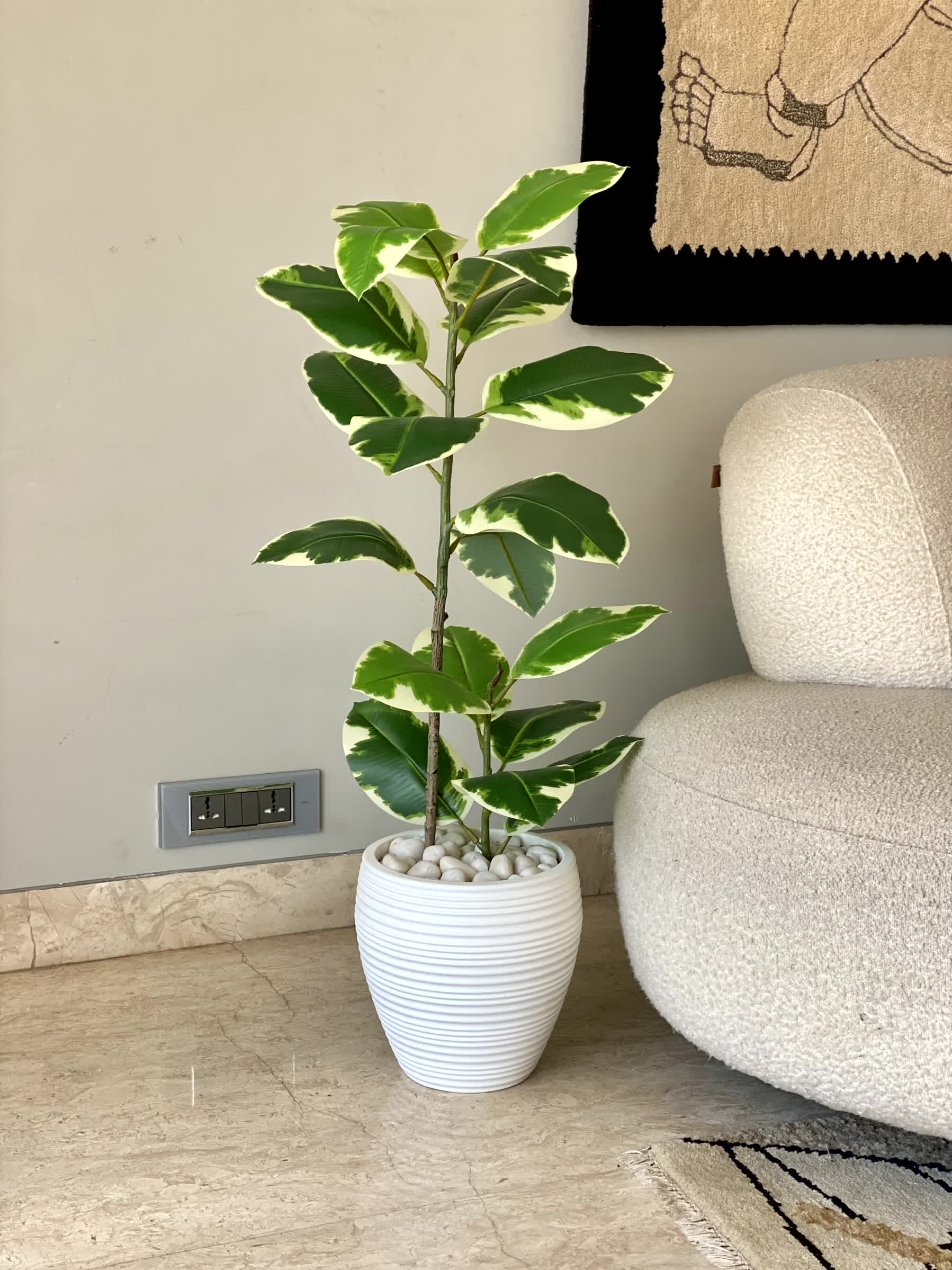 Artificial Verigated Rubber Plant - 2.5 Feet