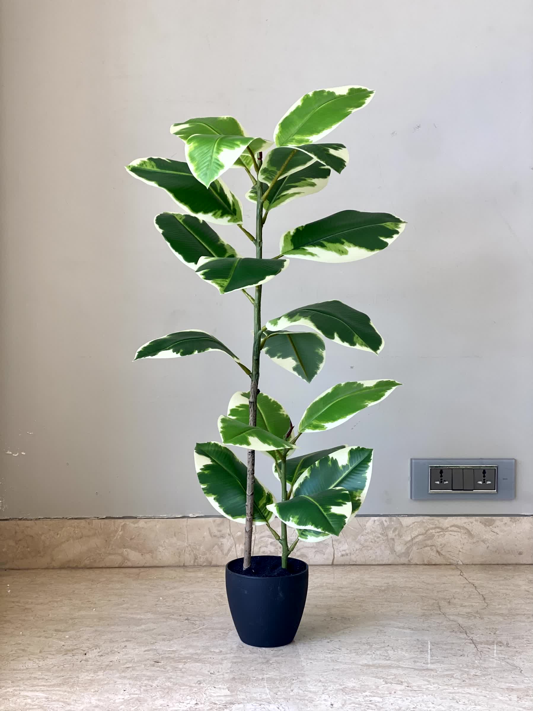 Artificial Verigated Rubber Plant - 2.5 Feet