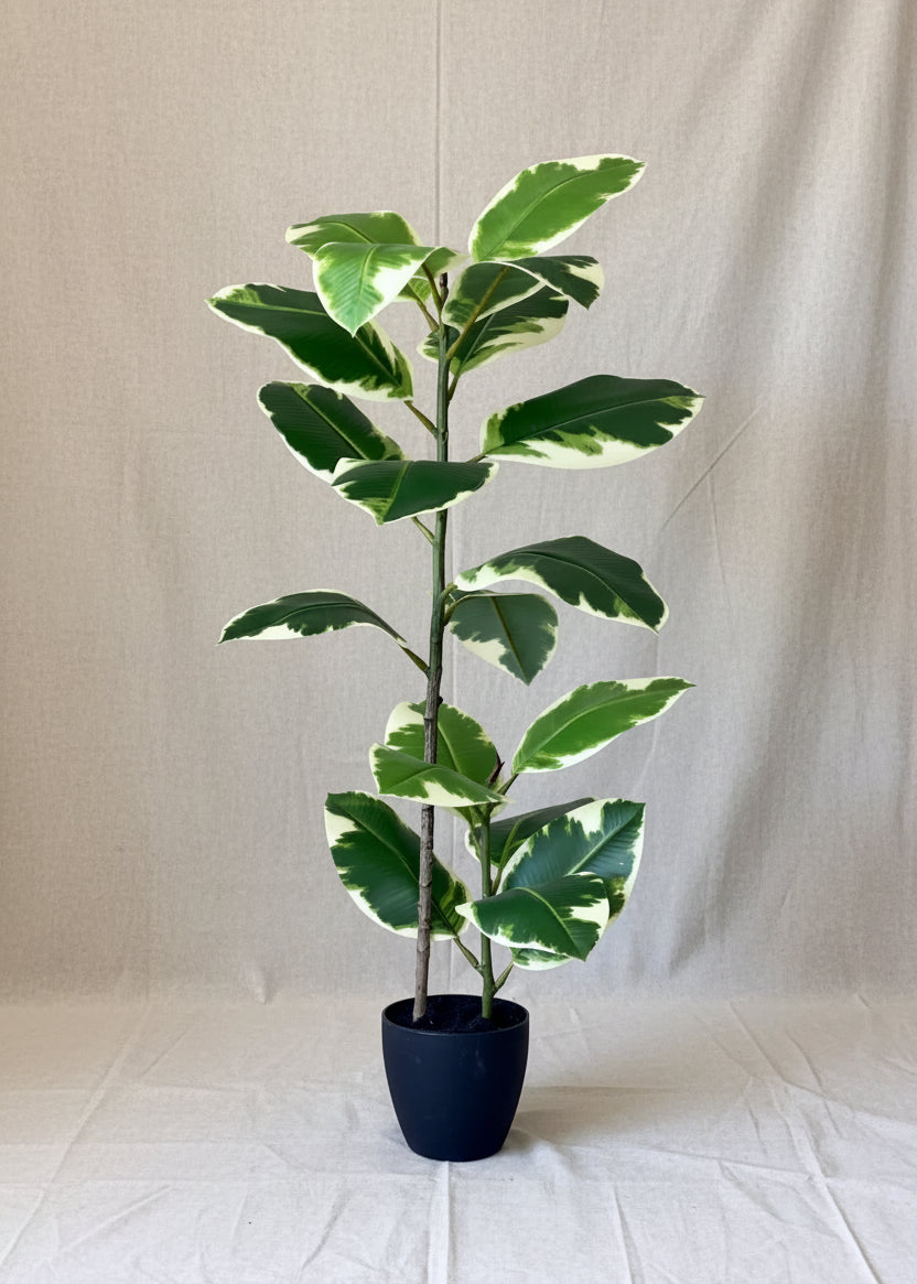 Artificial Variegated Rubber Plant - 2.5 Feet