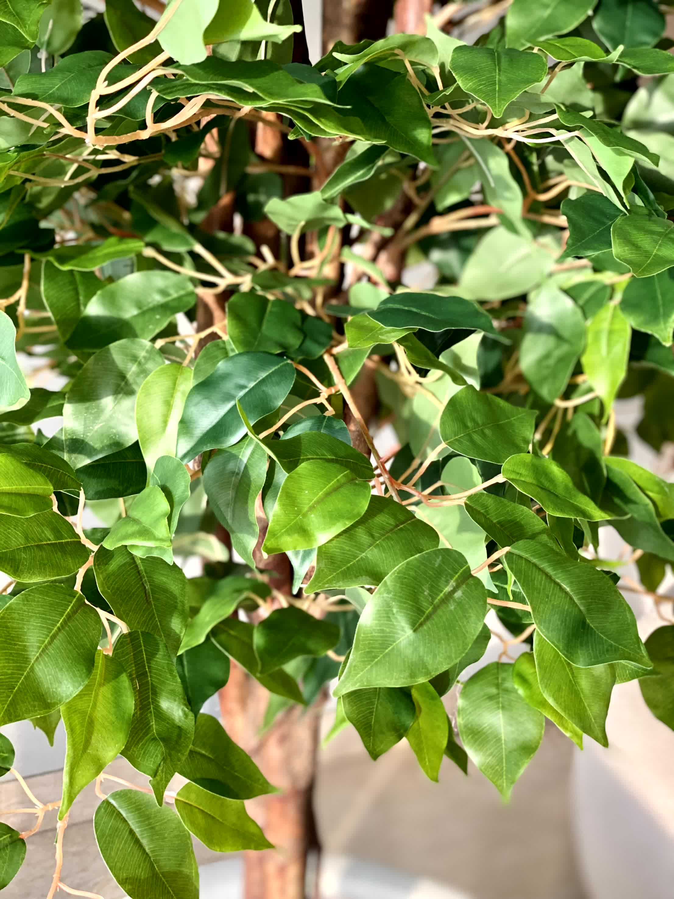 Artificial Natural Trunk Ficus Plant - 7.5 Feet