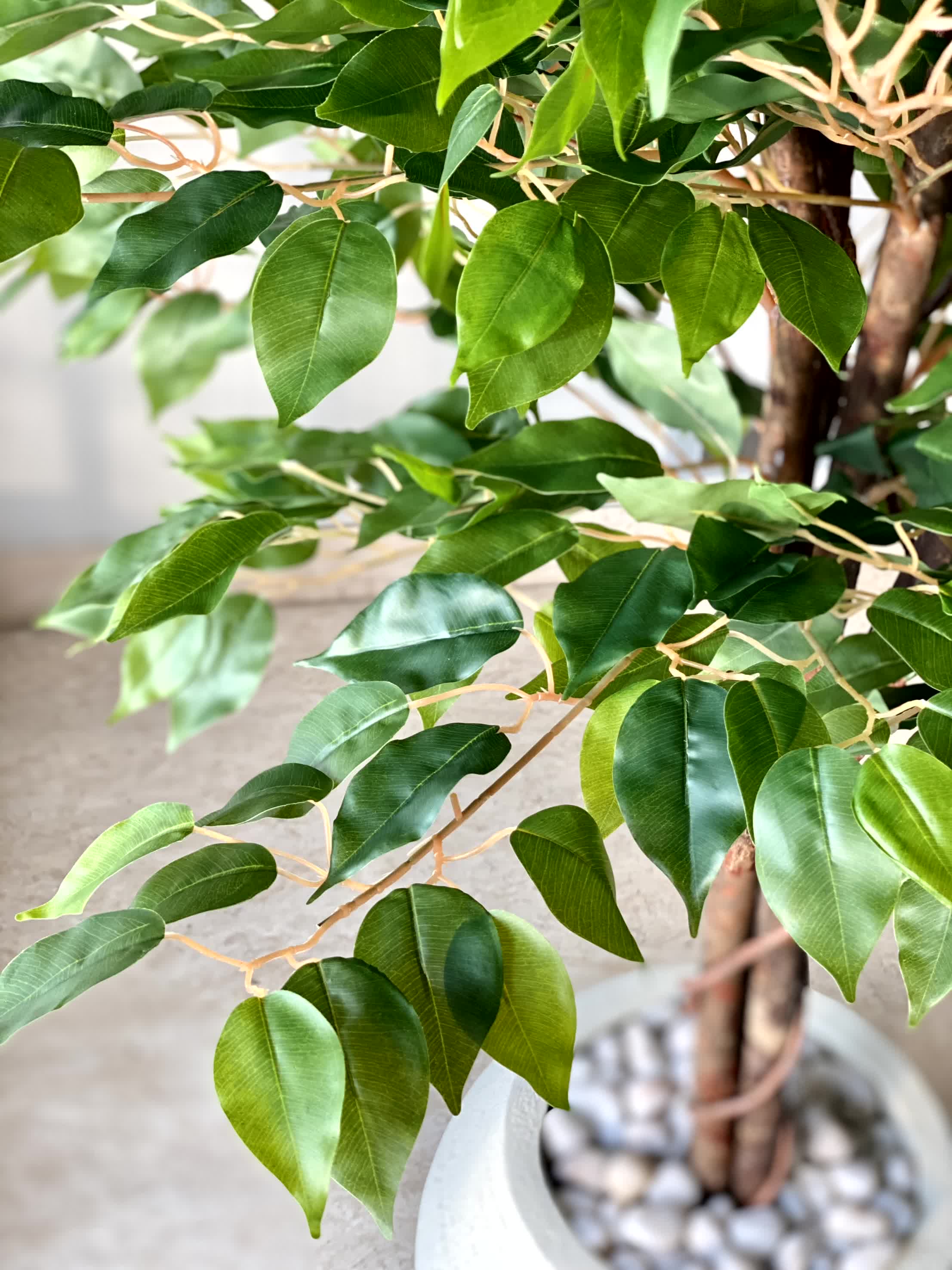 Artificial Natural Trunk Ficus Plant - 6.5 Feet