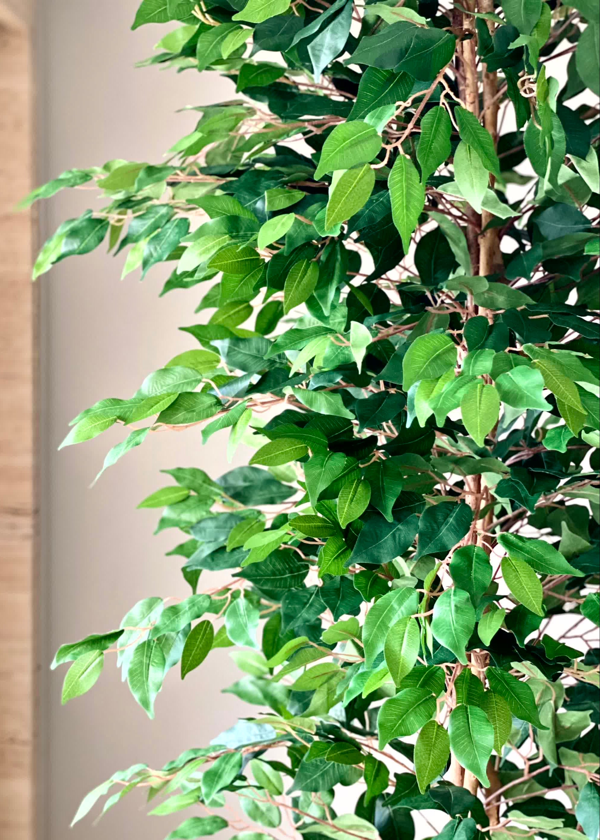 Artificial Weeping Ficus Plant - 7 Feet
