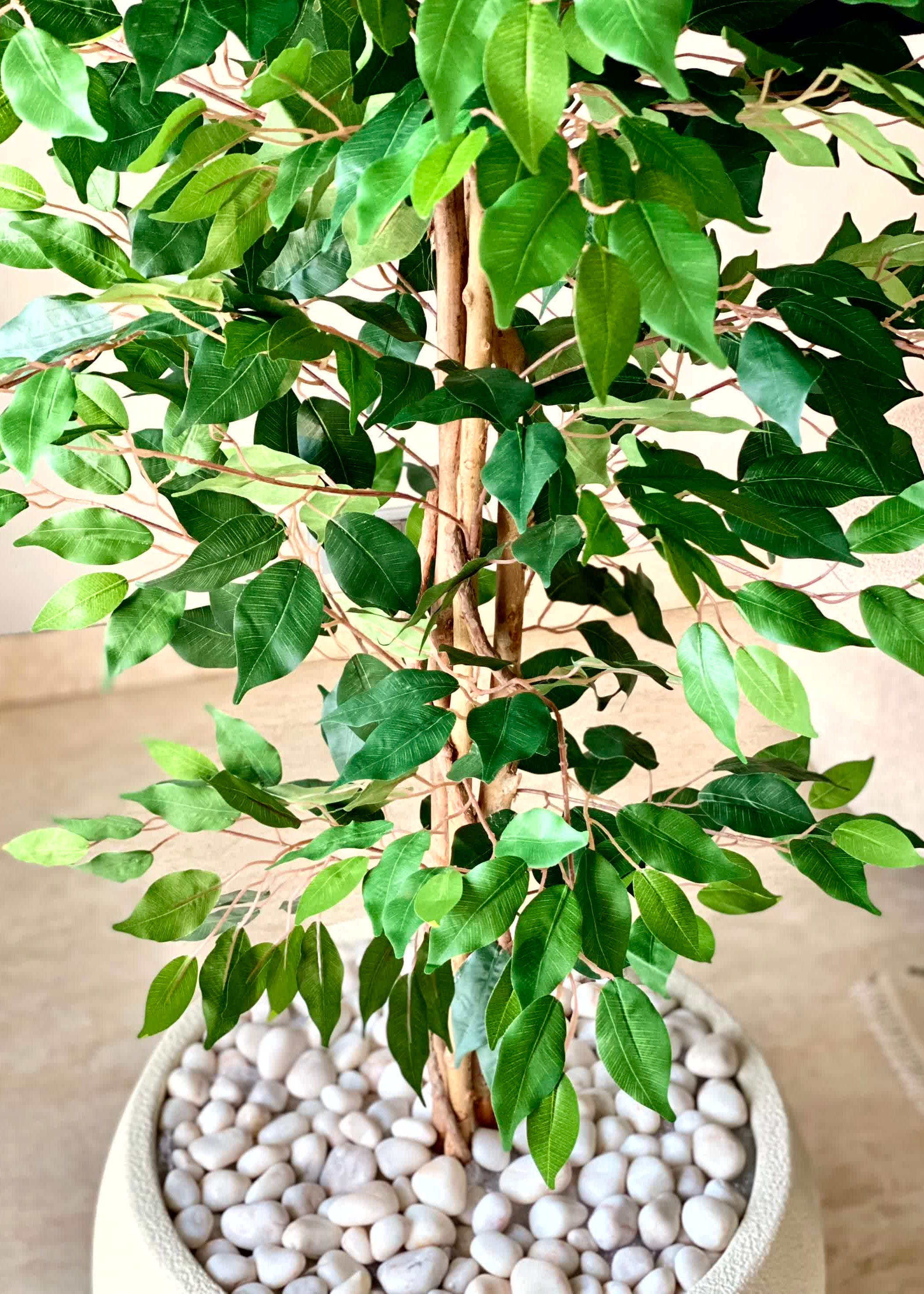 Artificial Weeping Ficus Plant - 7 Feet
