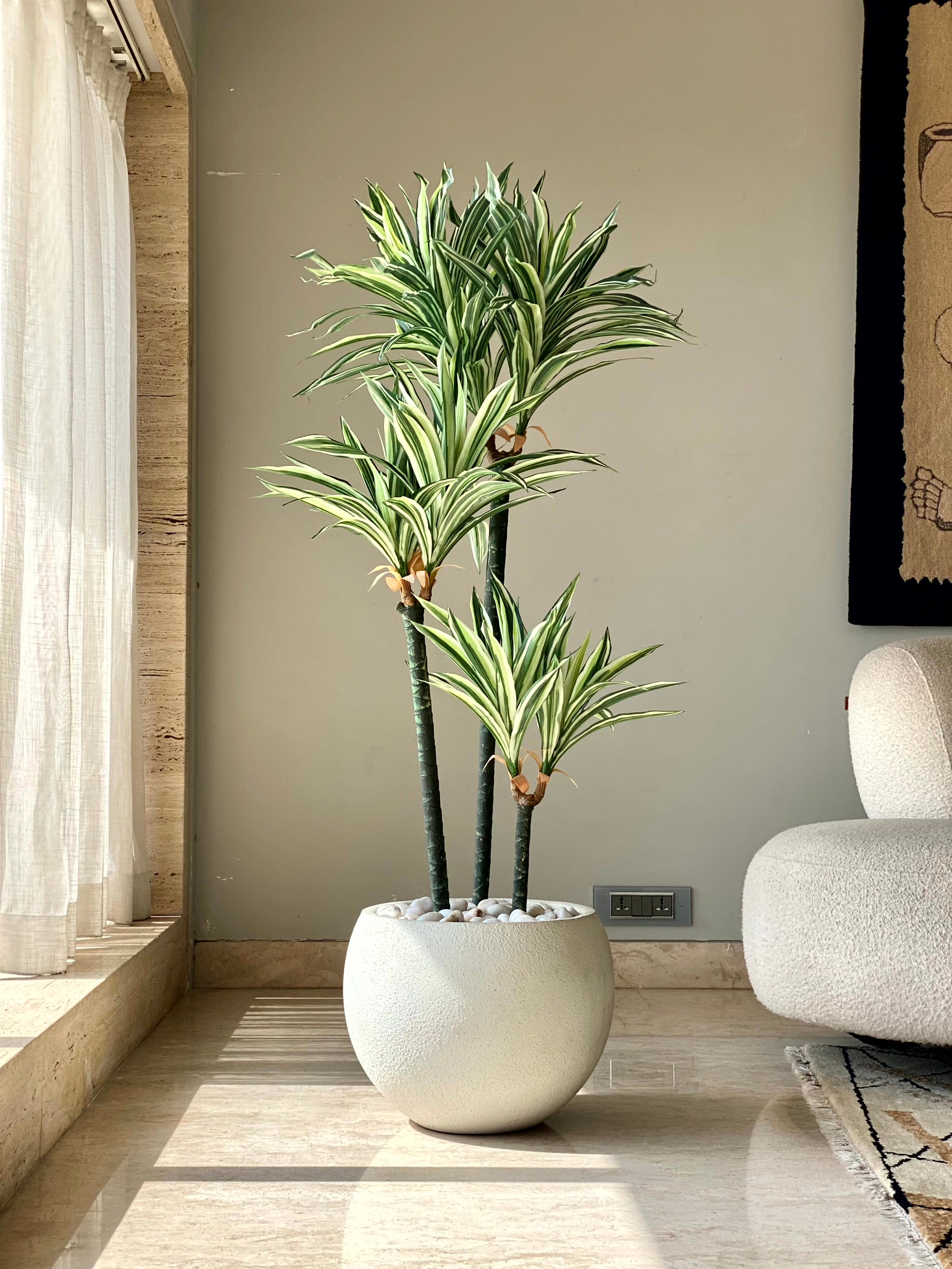 Artificial Natura Dracaena Plant - 5 Feet