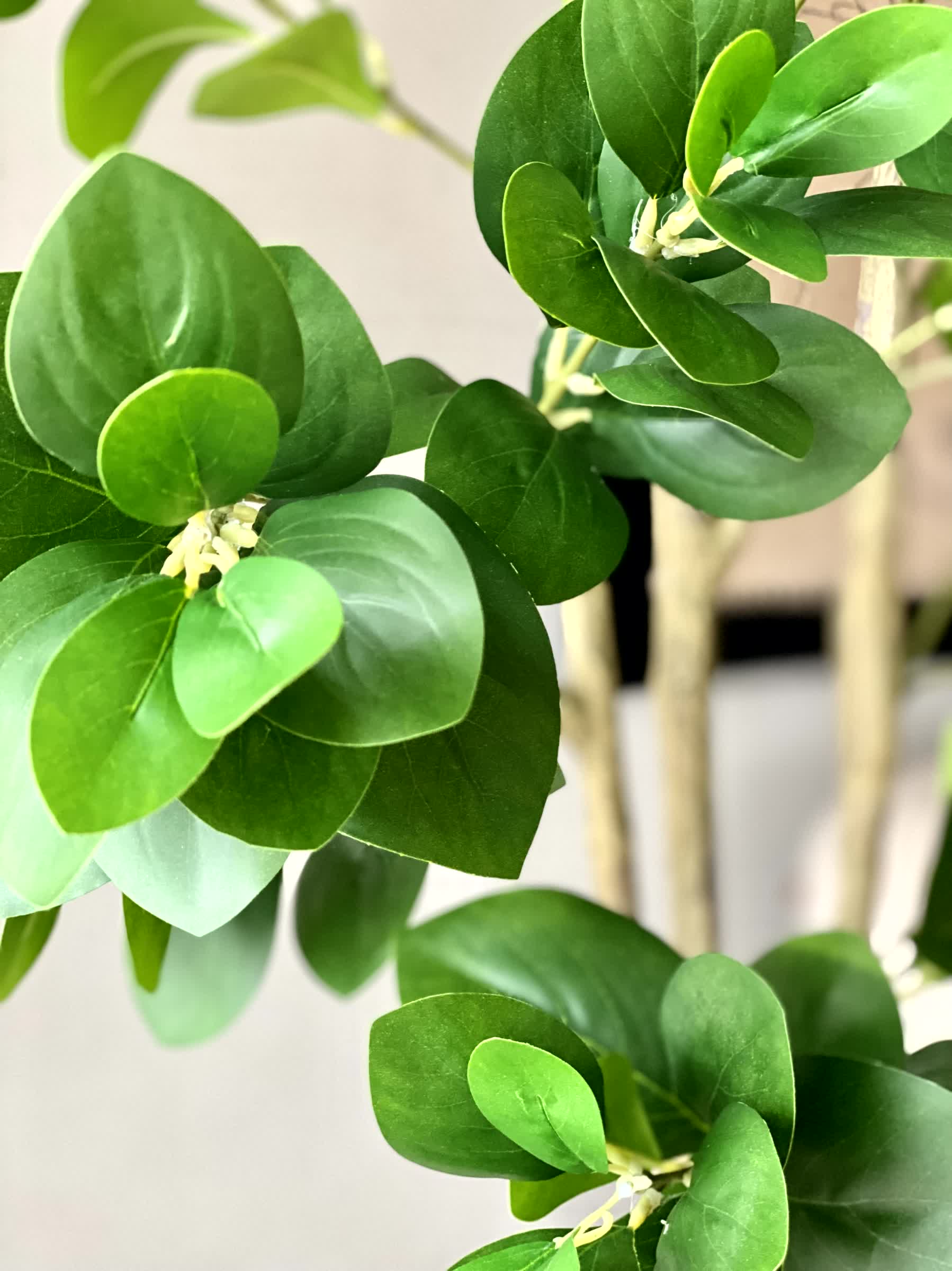 Artificial Wild Peperomia Plant - 5 Feet