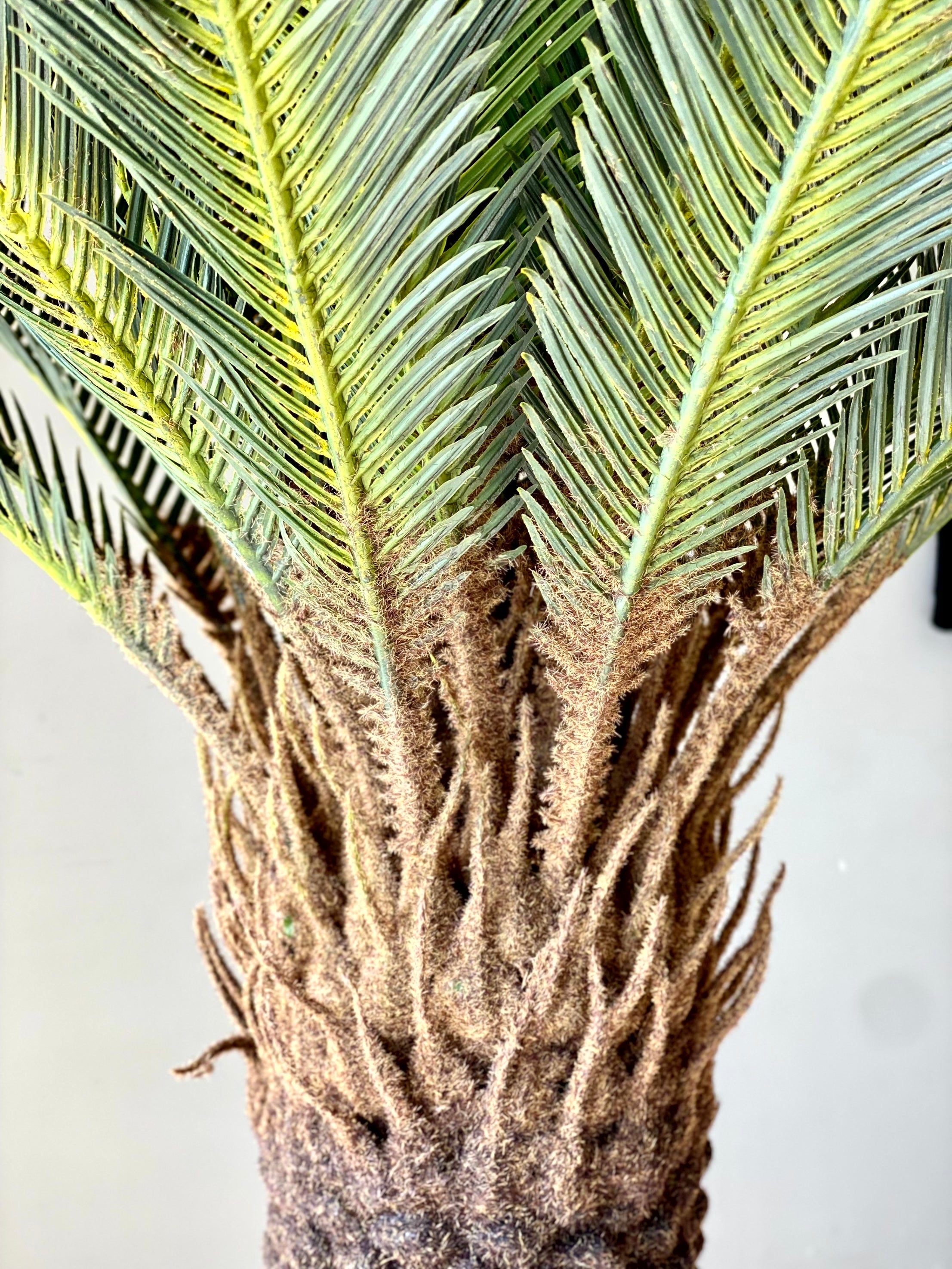 Artificial Sago Cycas Plant - 5 Feet