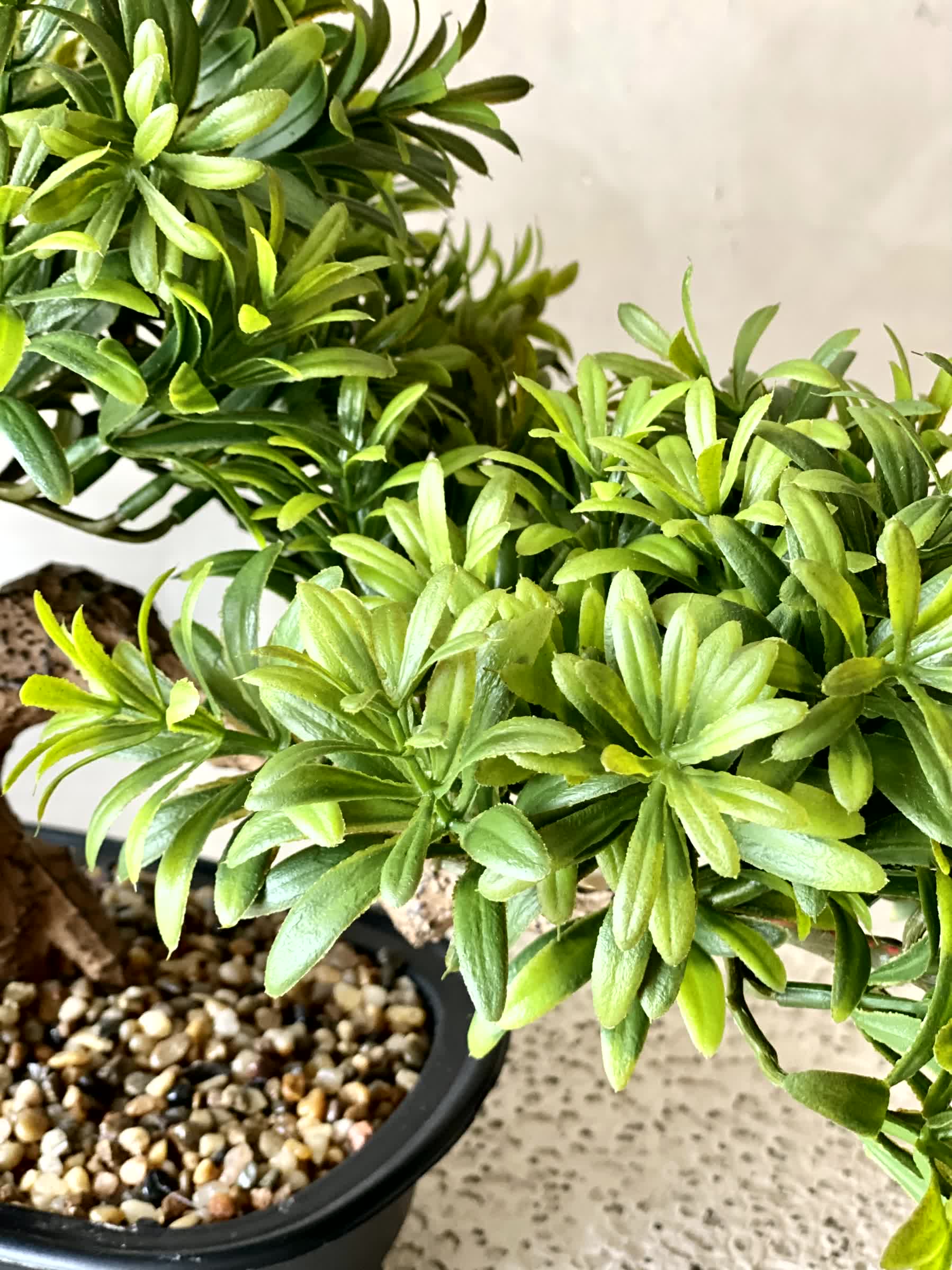 Artificial Pine Bonsai Plant - Medium