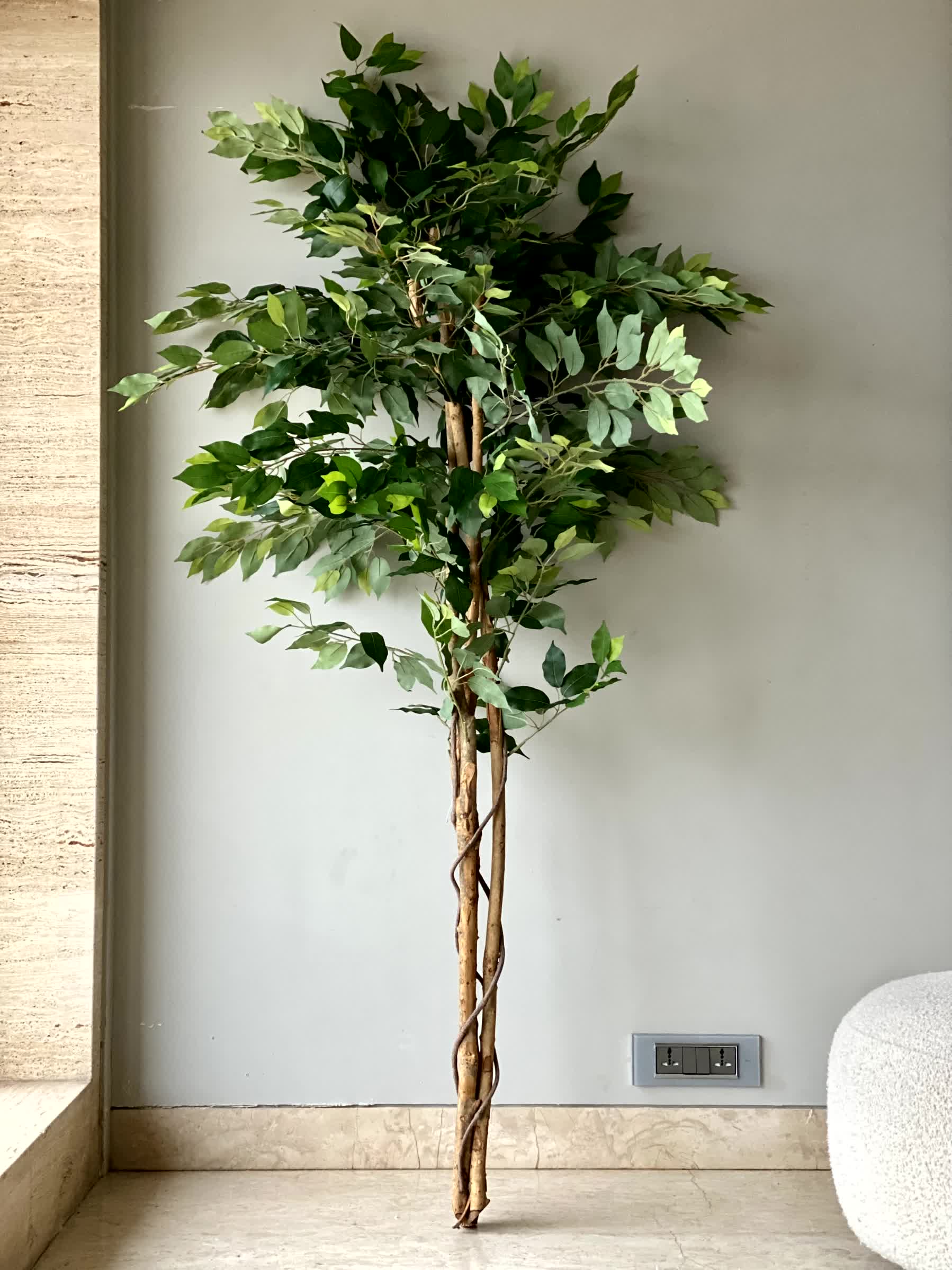 Artificial Dried Ficus Plant - 6.5 Feet