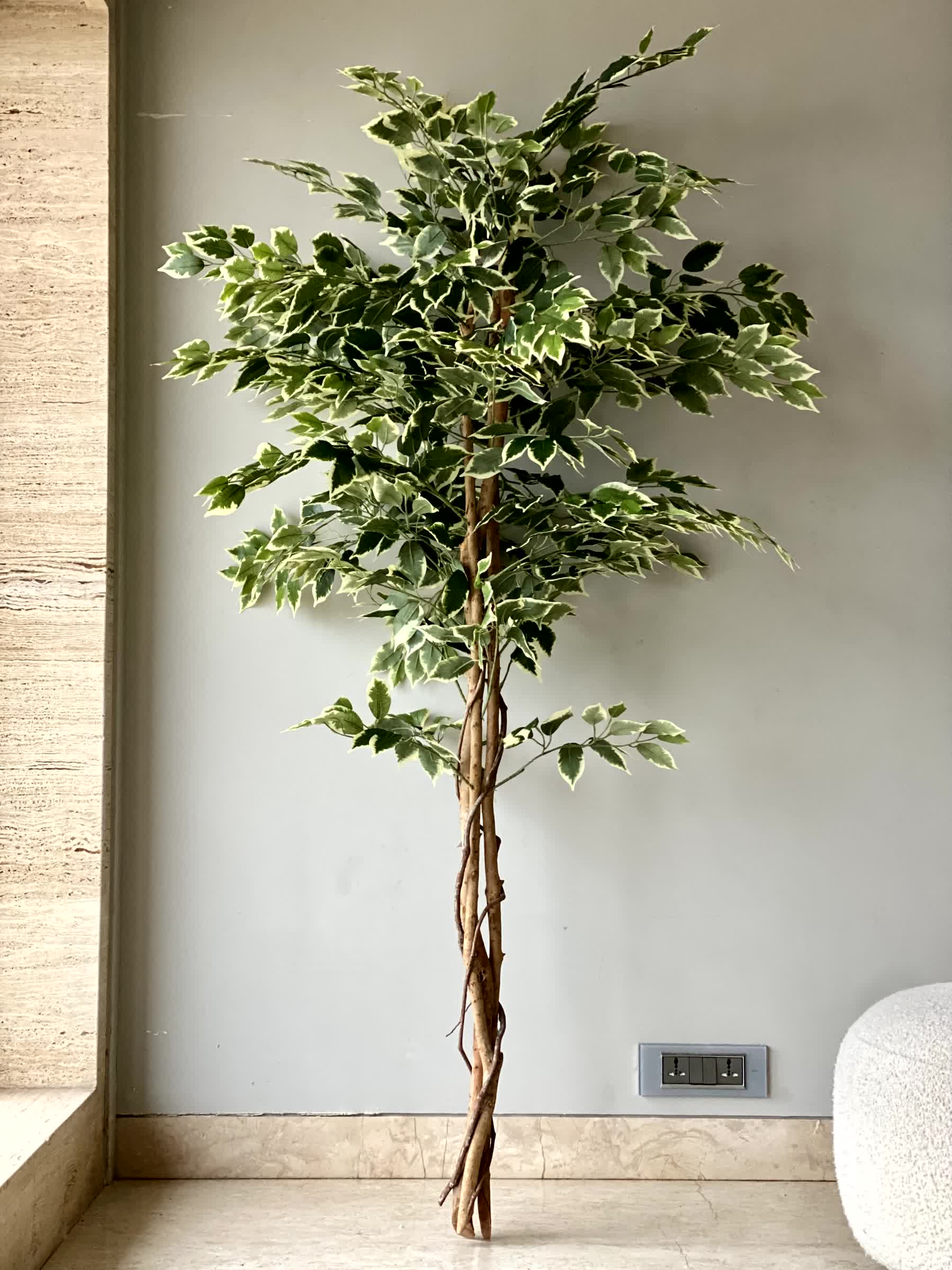 Artificial Variegated Dried Ficus Plant - 6 Feet