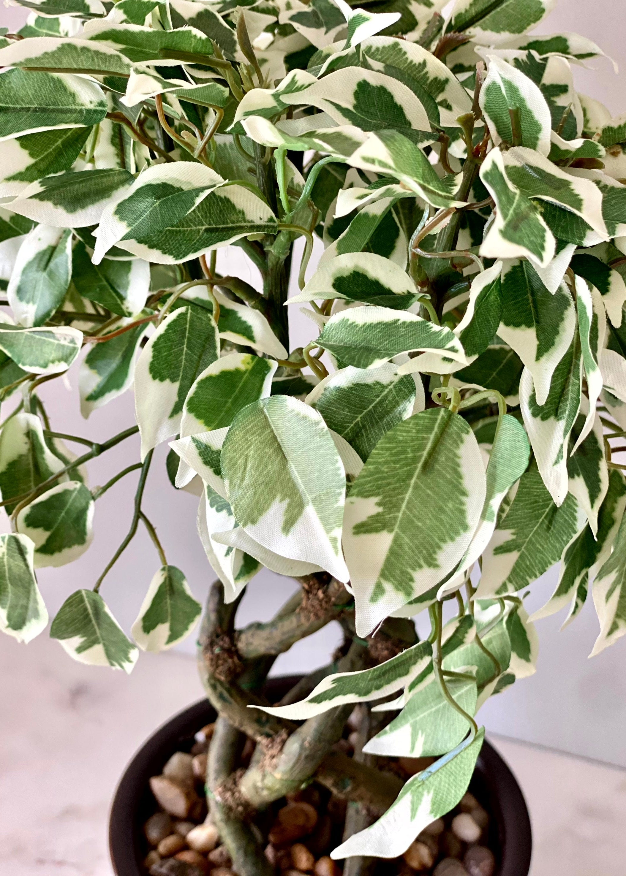 Artificial Variegated Ficus Plant – 1.3 Feet