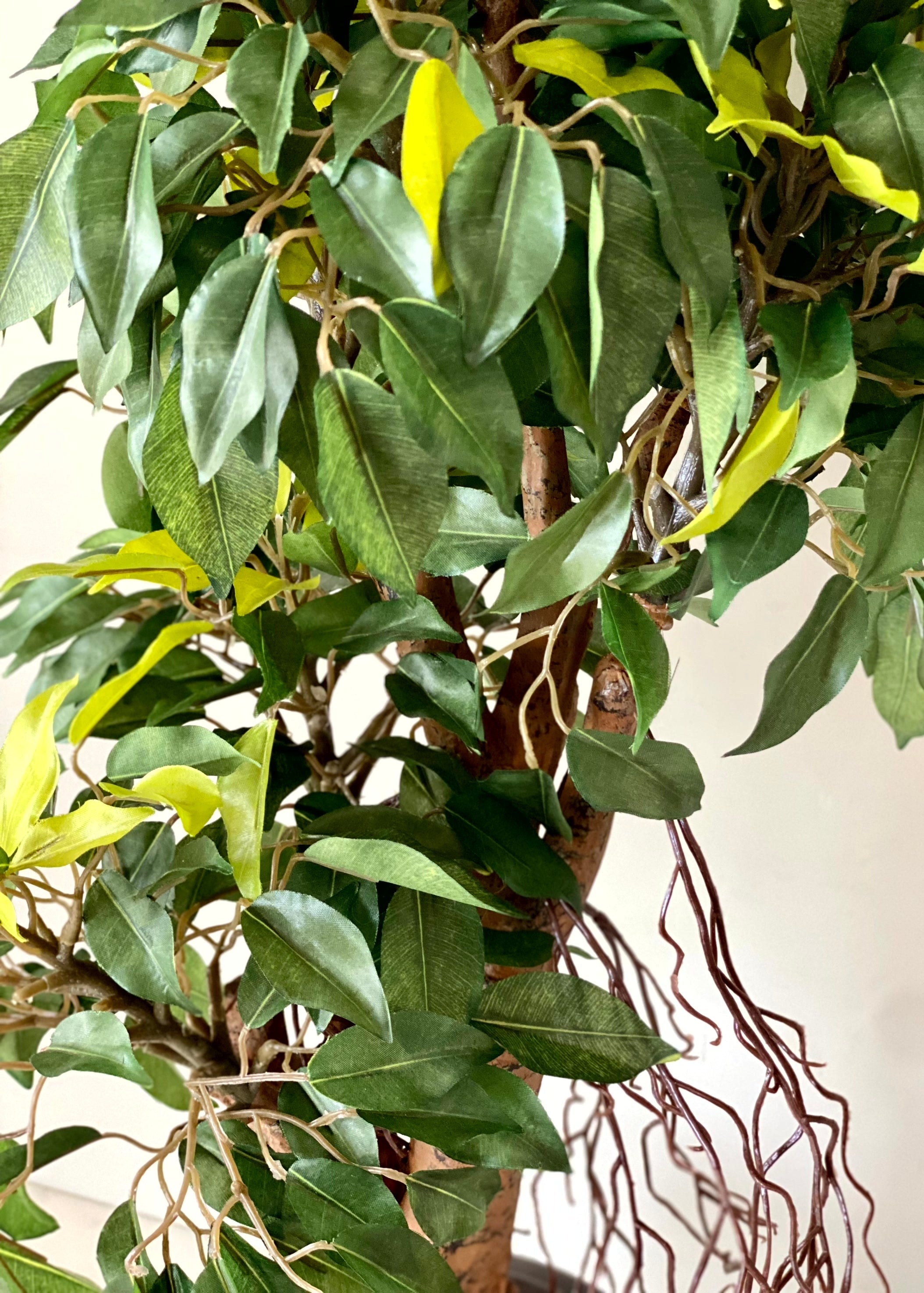 Artificial Regal Ficus Bonsai Plant - 2 Feet