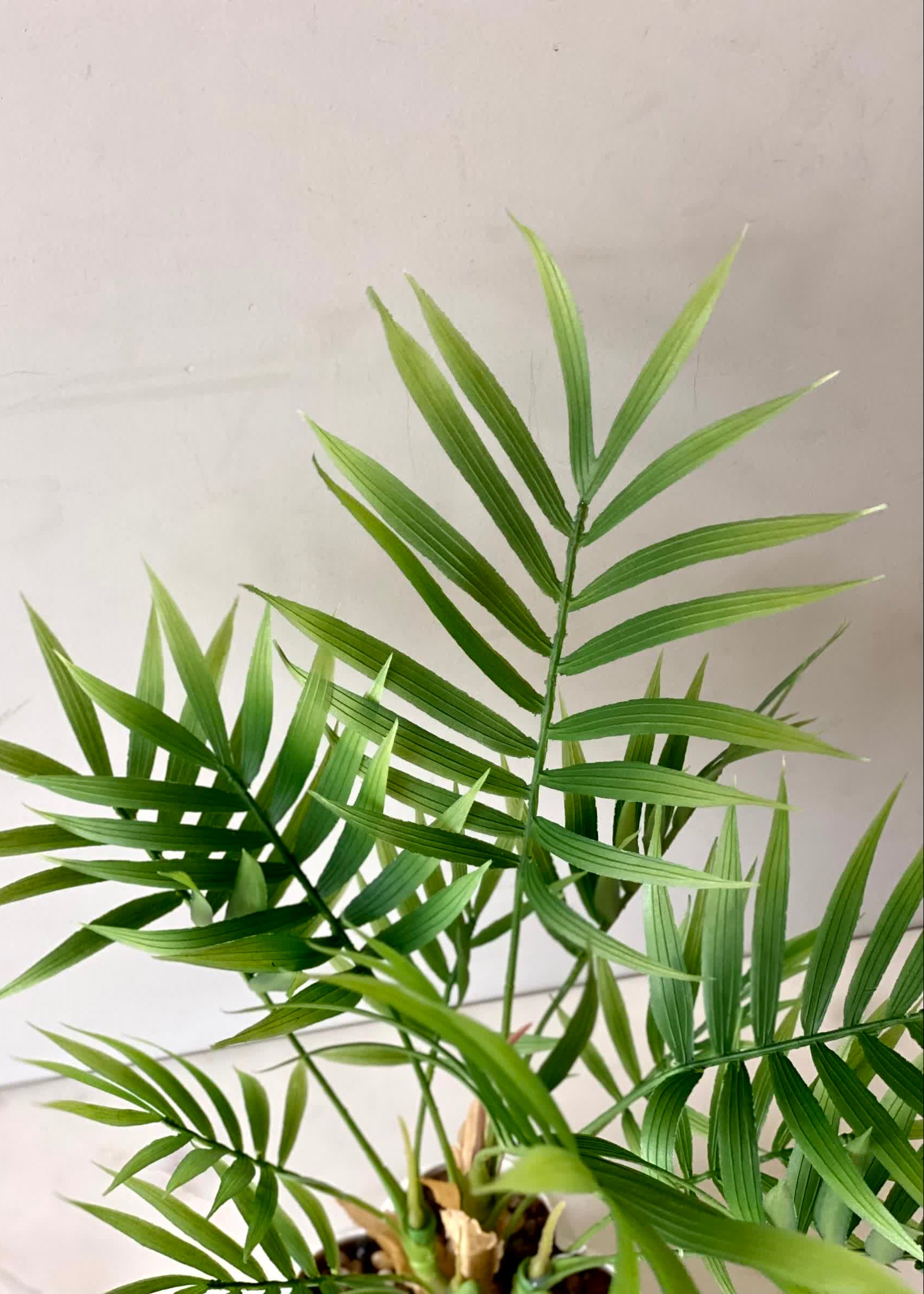 Nova Palm Planter