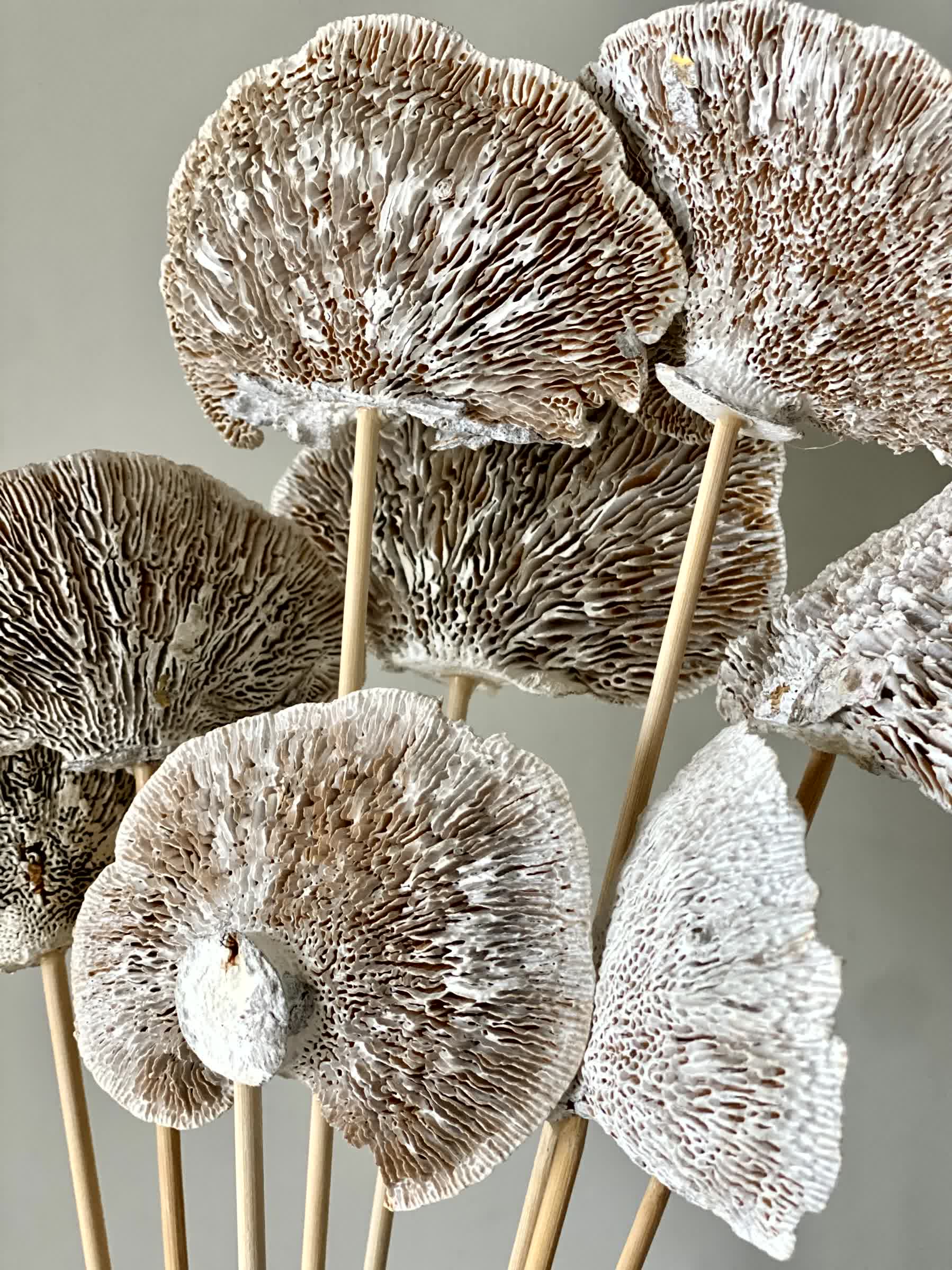 Wild Mushroom Bunch - (Beige)Set of 8