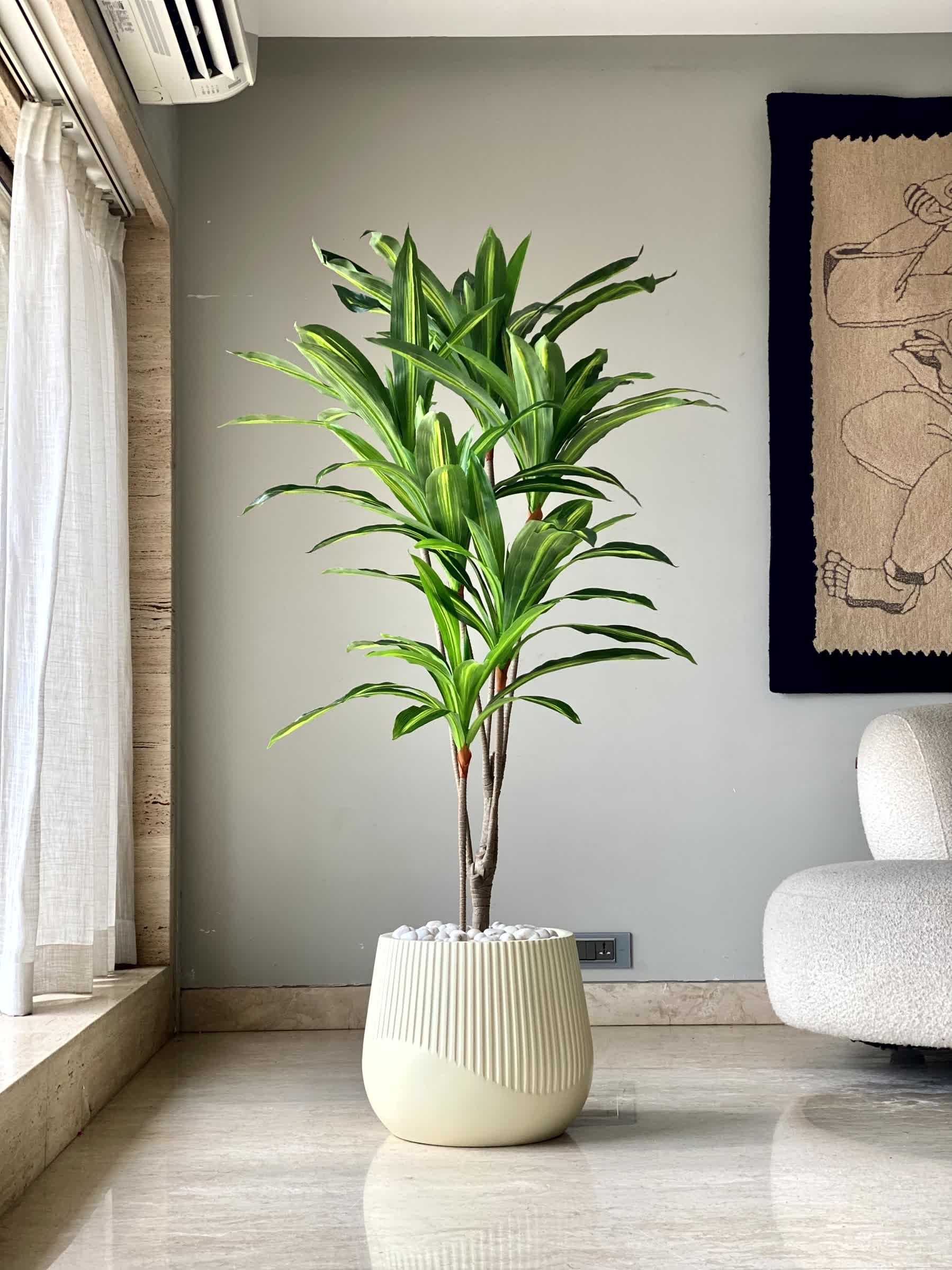 Artificial Serene Dracaena Plant - 5.5 Feet
