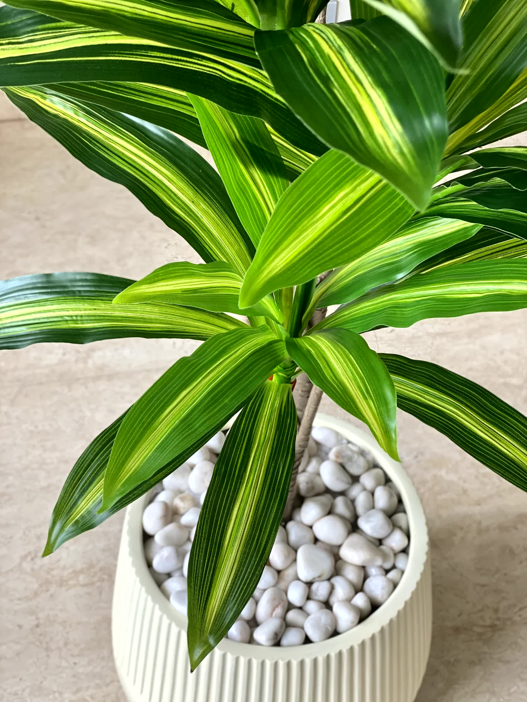 Artificial Serene Dracaena Plant - 5.5 Feet