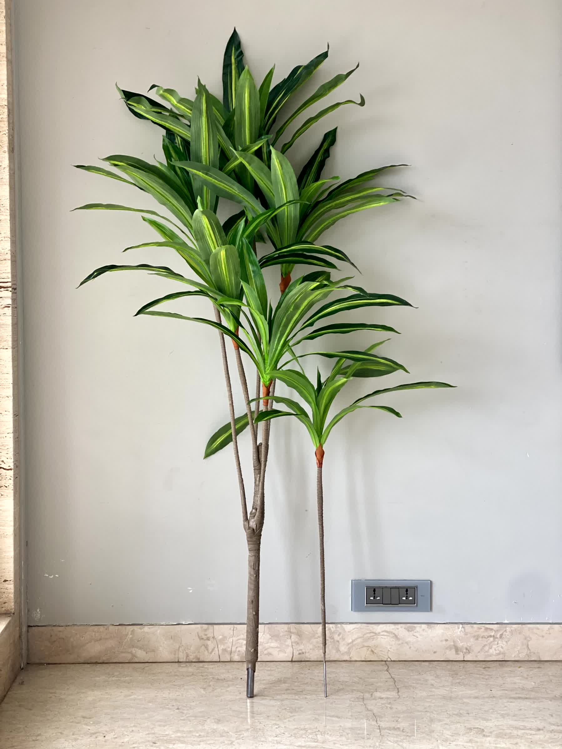 Artificial Serene Dracaena Plant - 5.5 Feet