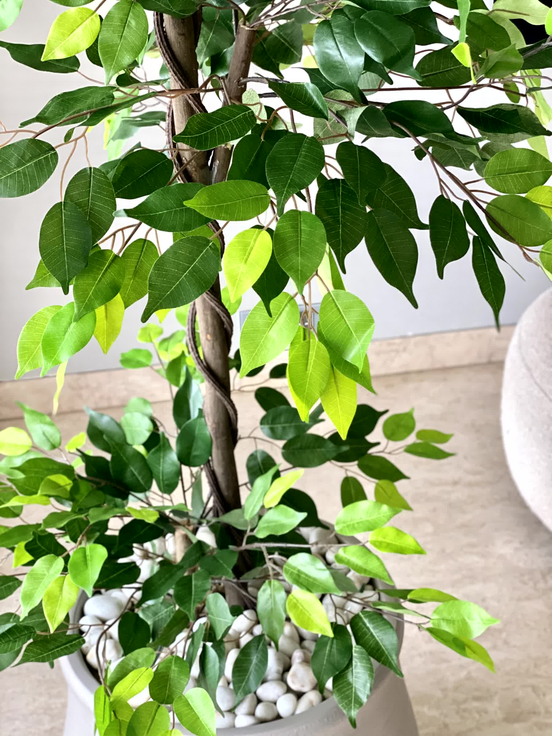 Artificial Verano Ficus Plant - 6 Feet