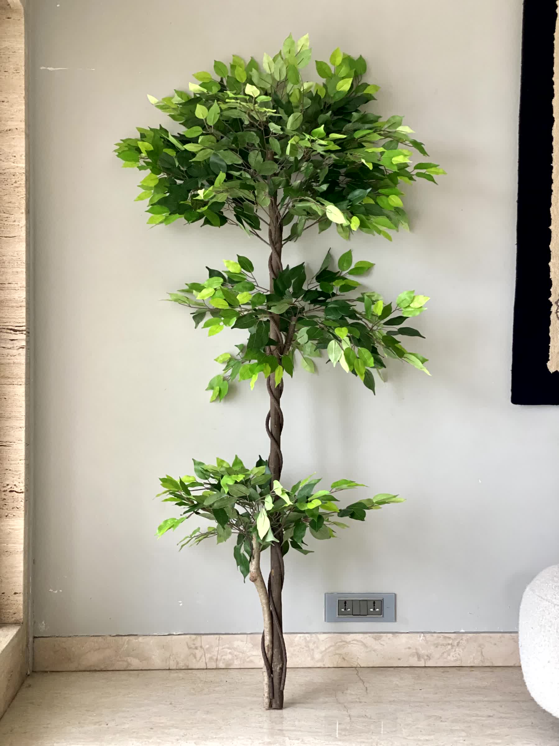 Artificial Verano Ficus Plant - 6 Feet