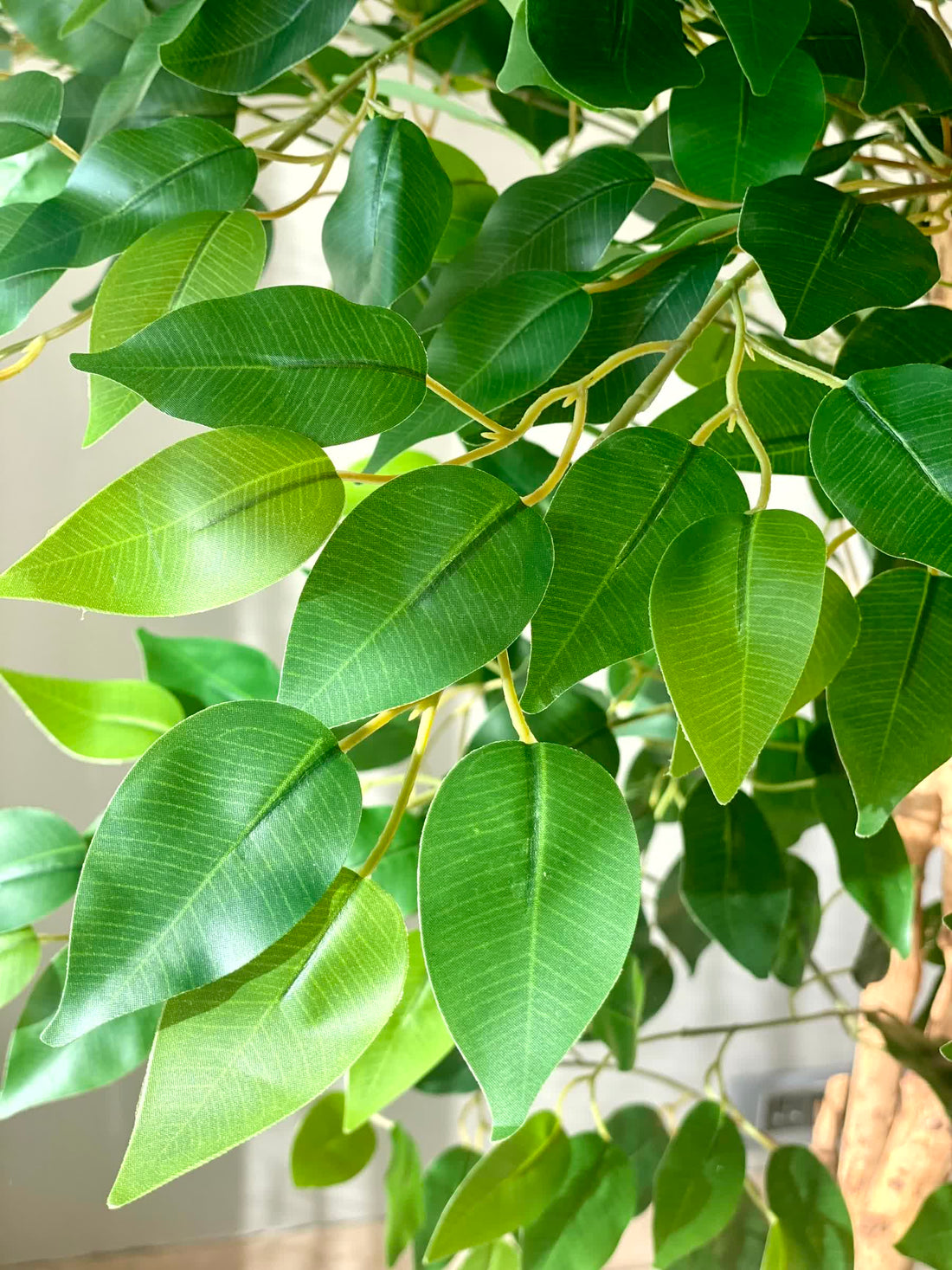 Artificial Grove Ficus Plant - 7 Feet