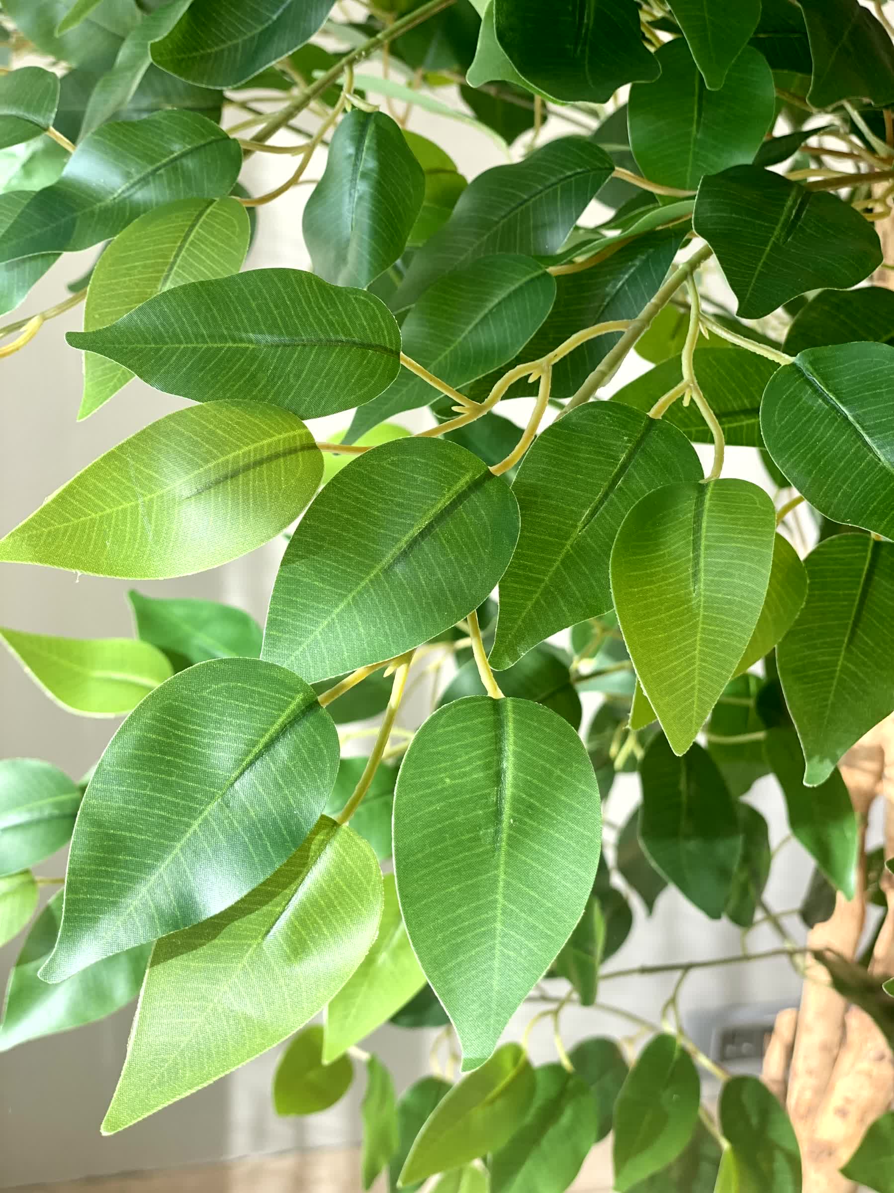 Artificial Grove Ficus Plant - 7 Feet