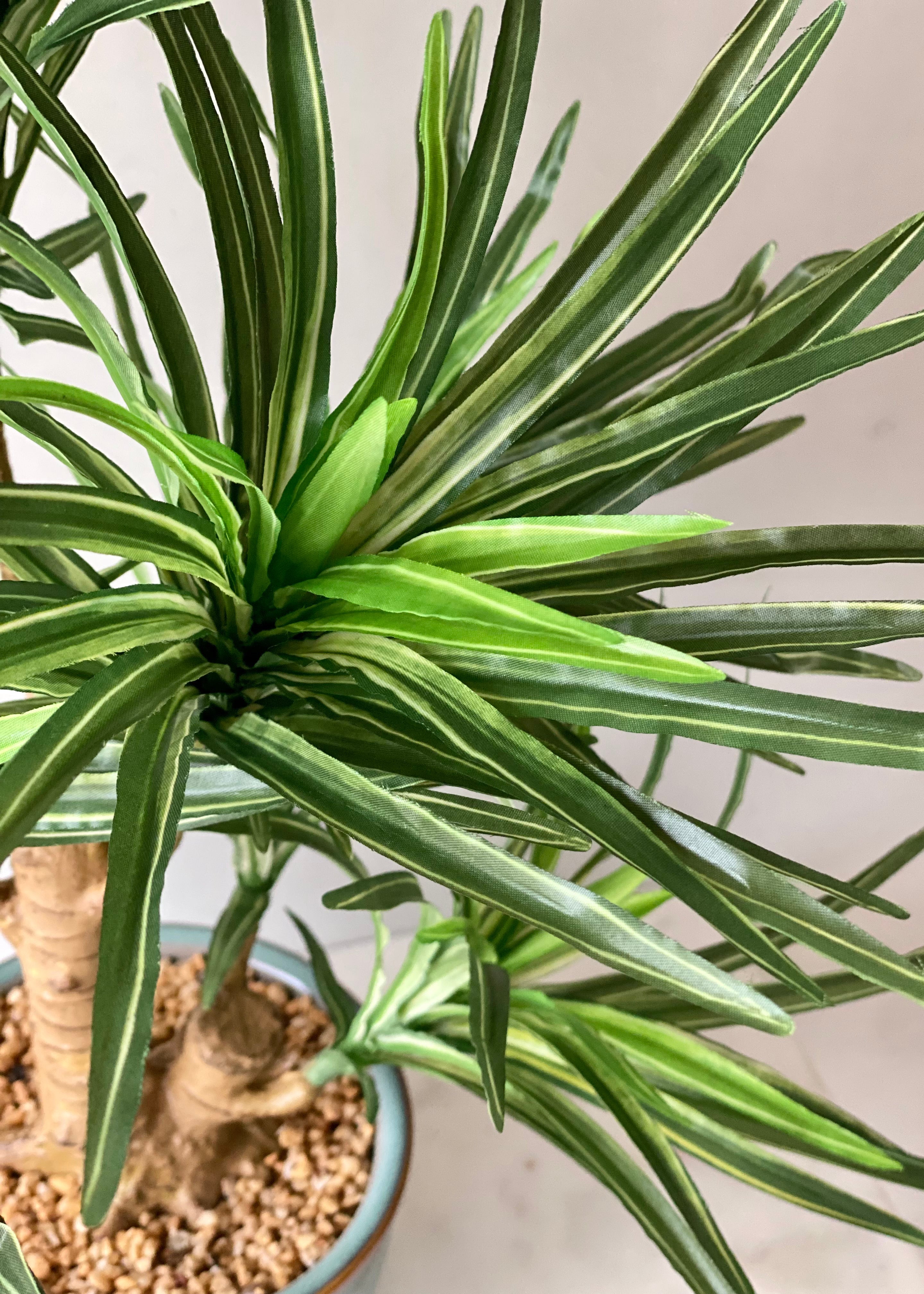 Artificial Green Dracaena Cane Plant - 2 Feet
