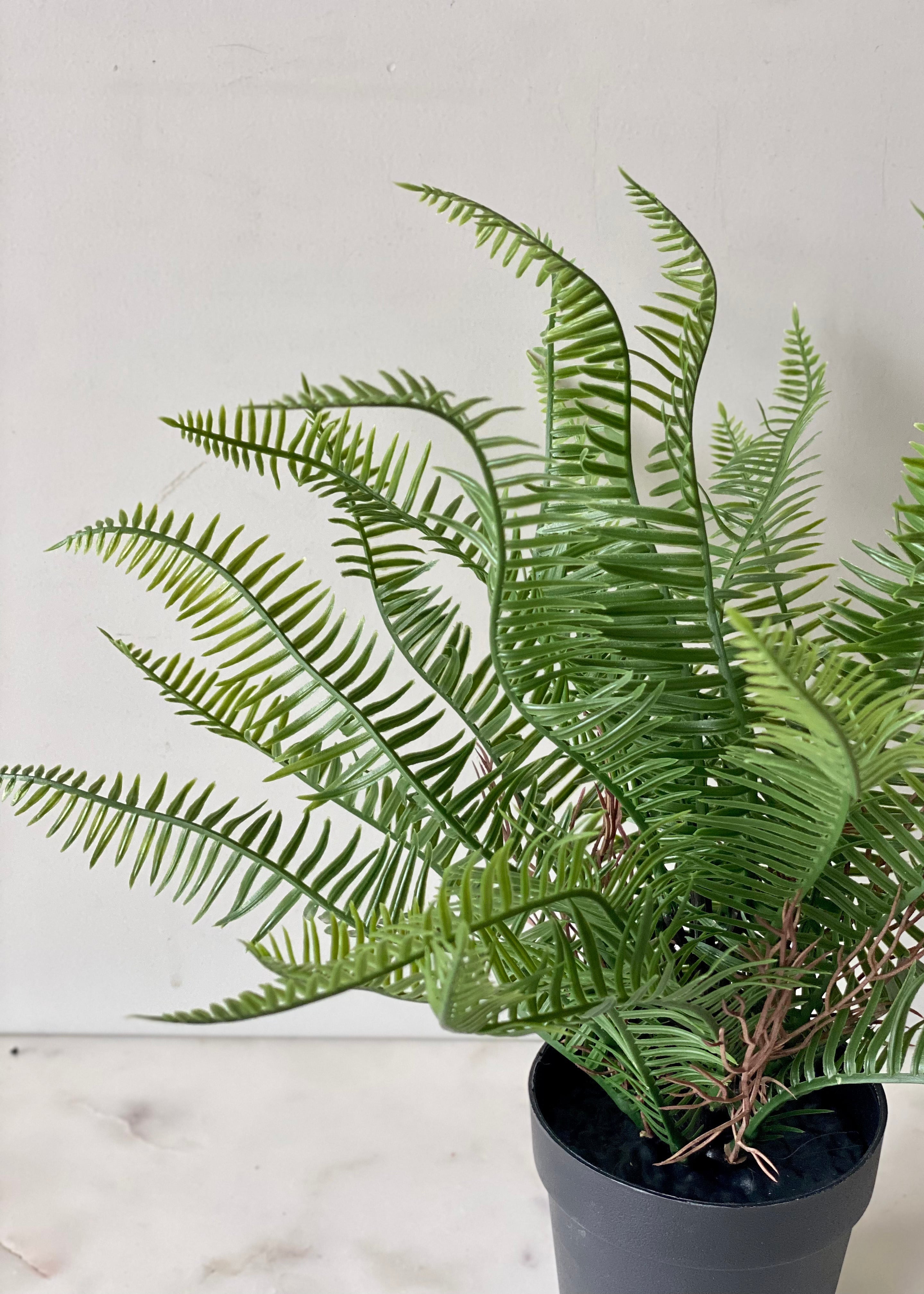 Artificial Sword Fern Plant - Feet