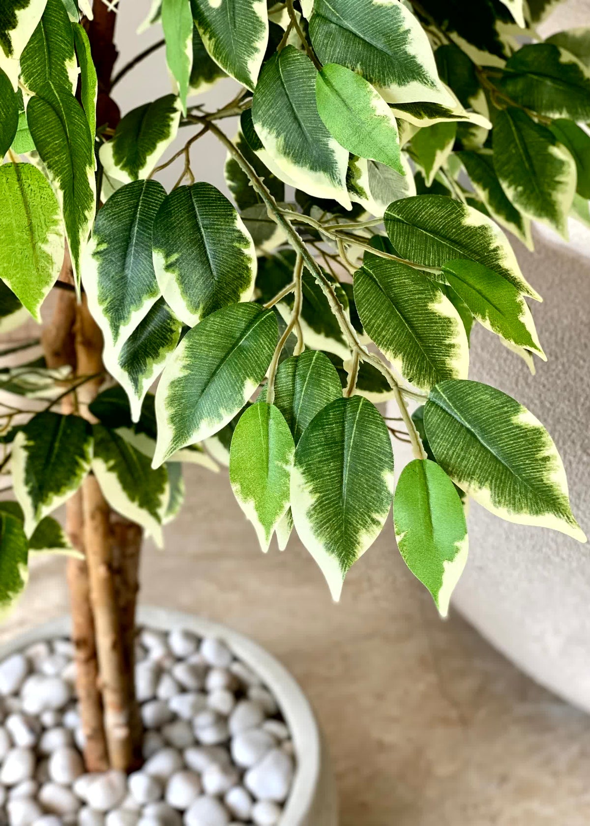 Artificial Variegated Dried Ficus Plant - 5 Feet