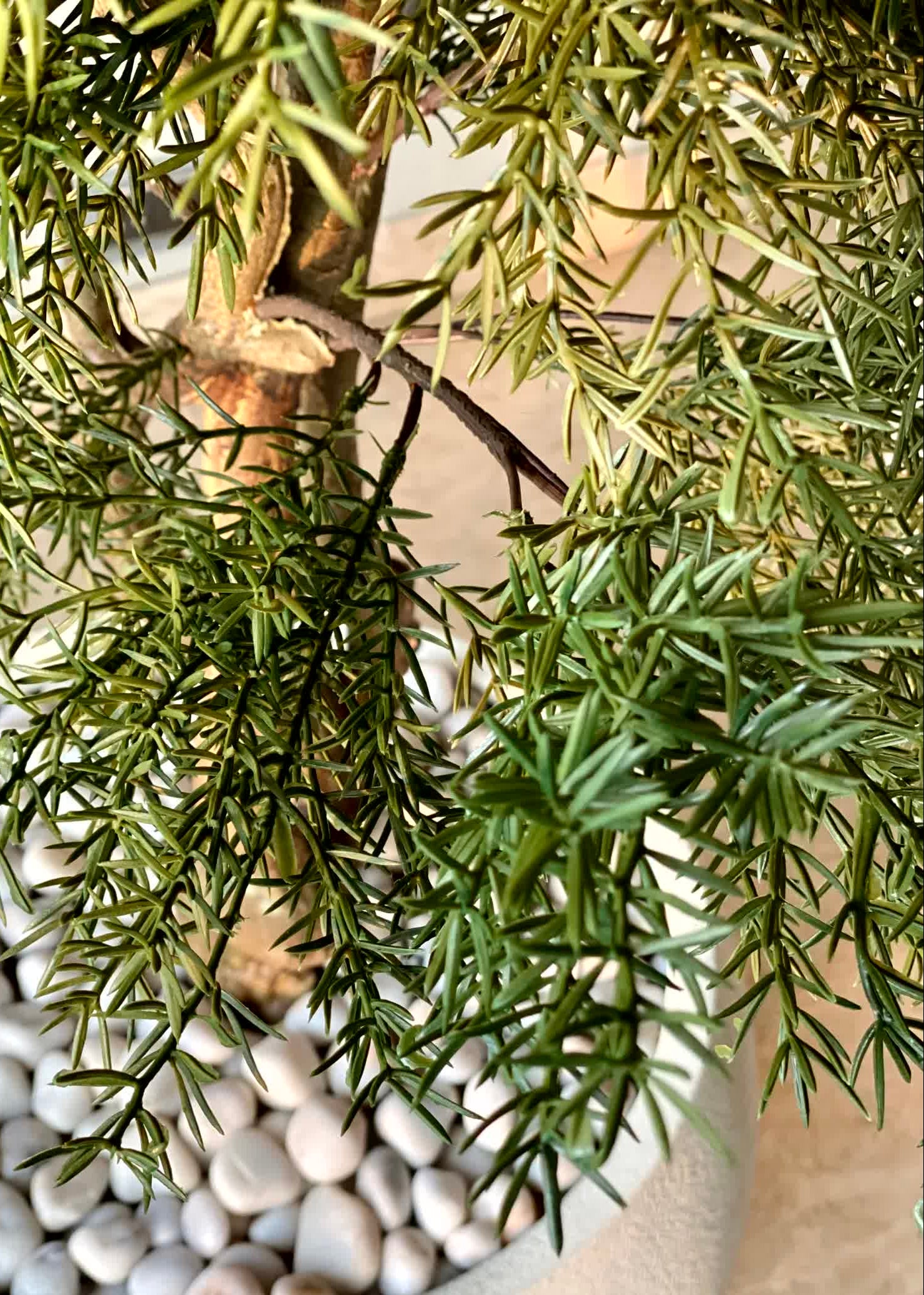 Artificial Australian Cedar Plant + Black Pot - 5.5 Feet