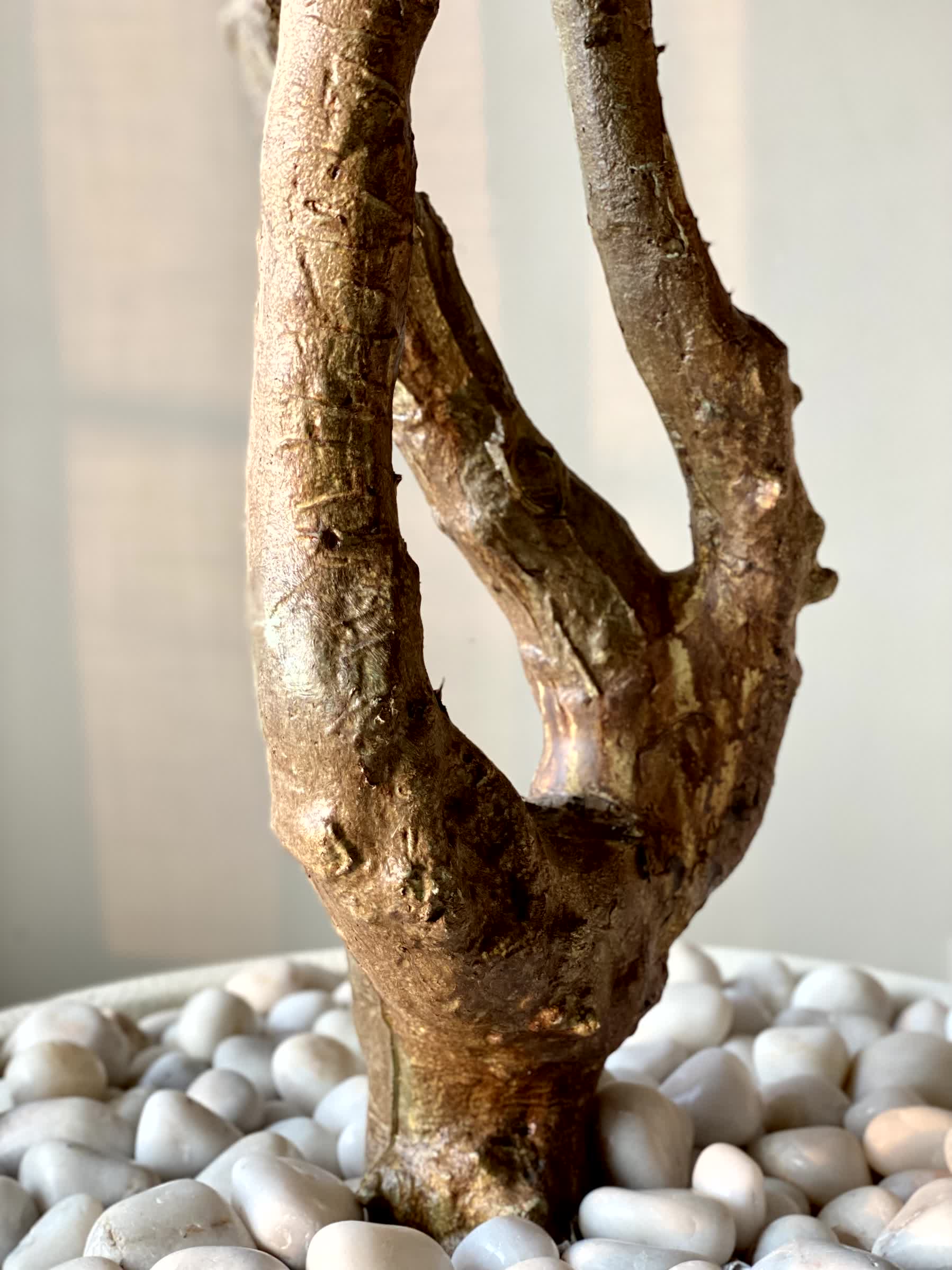 Artificial Australian Cedar Plant - 5.5 Feet