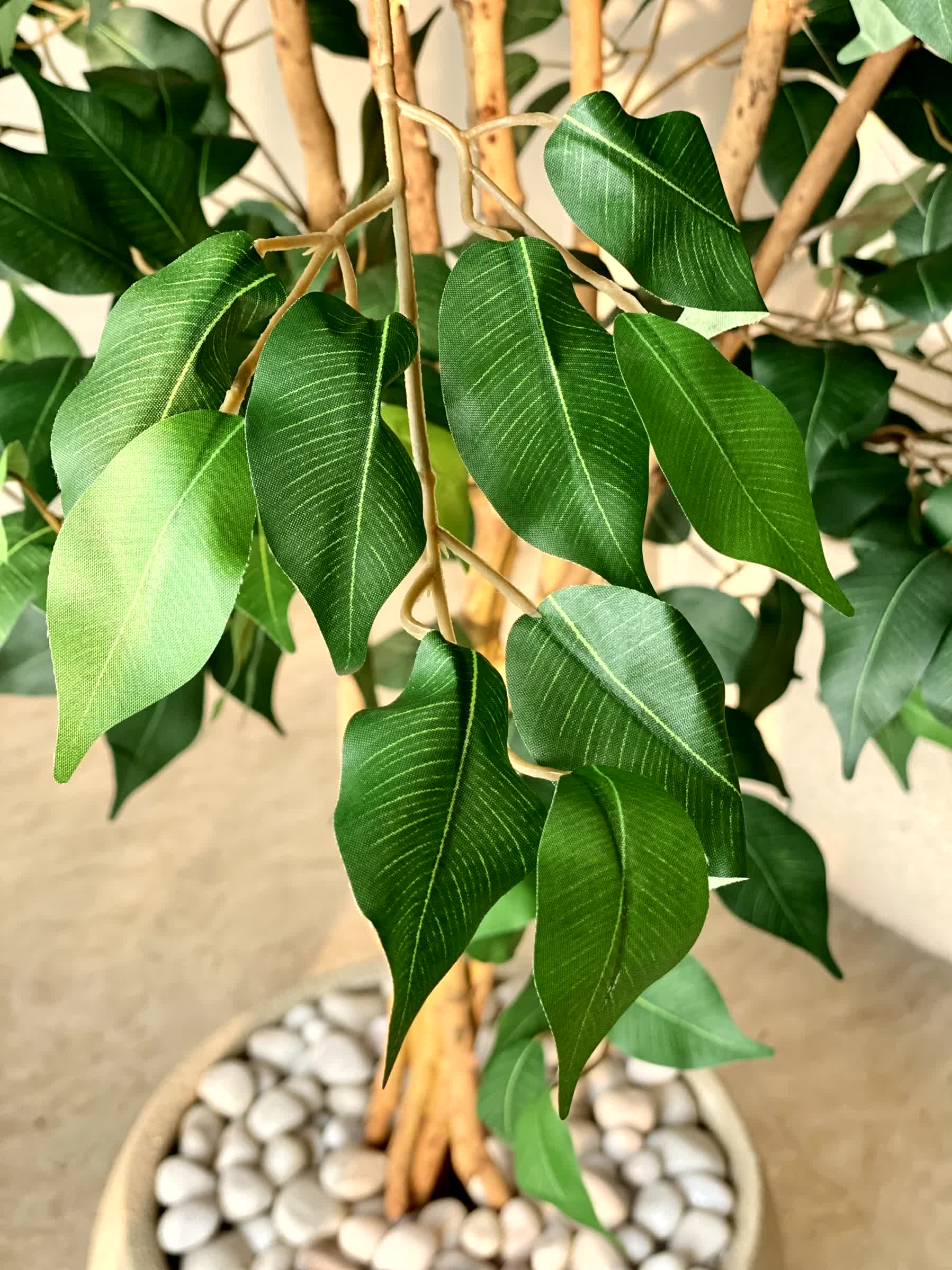 Artificial Aurora Ficus Plant - 6 Feet