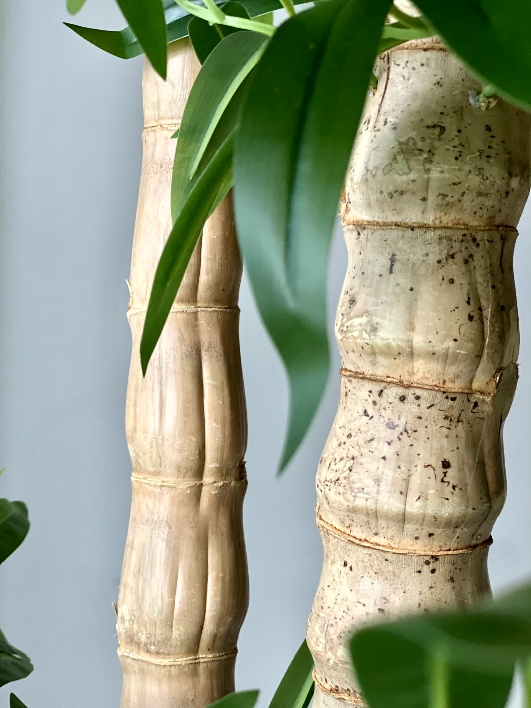Artificial Timber Bamboo Plant - 6 Feet