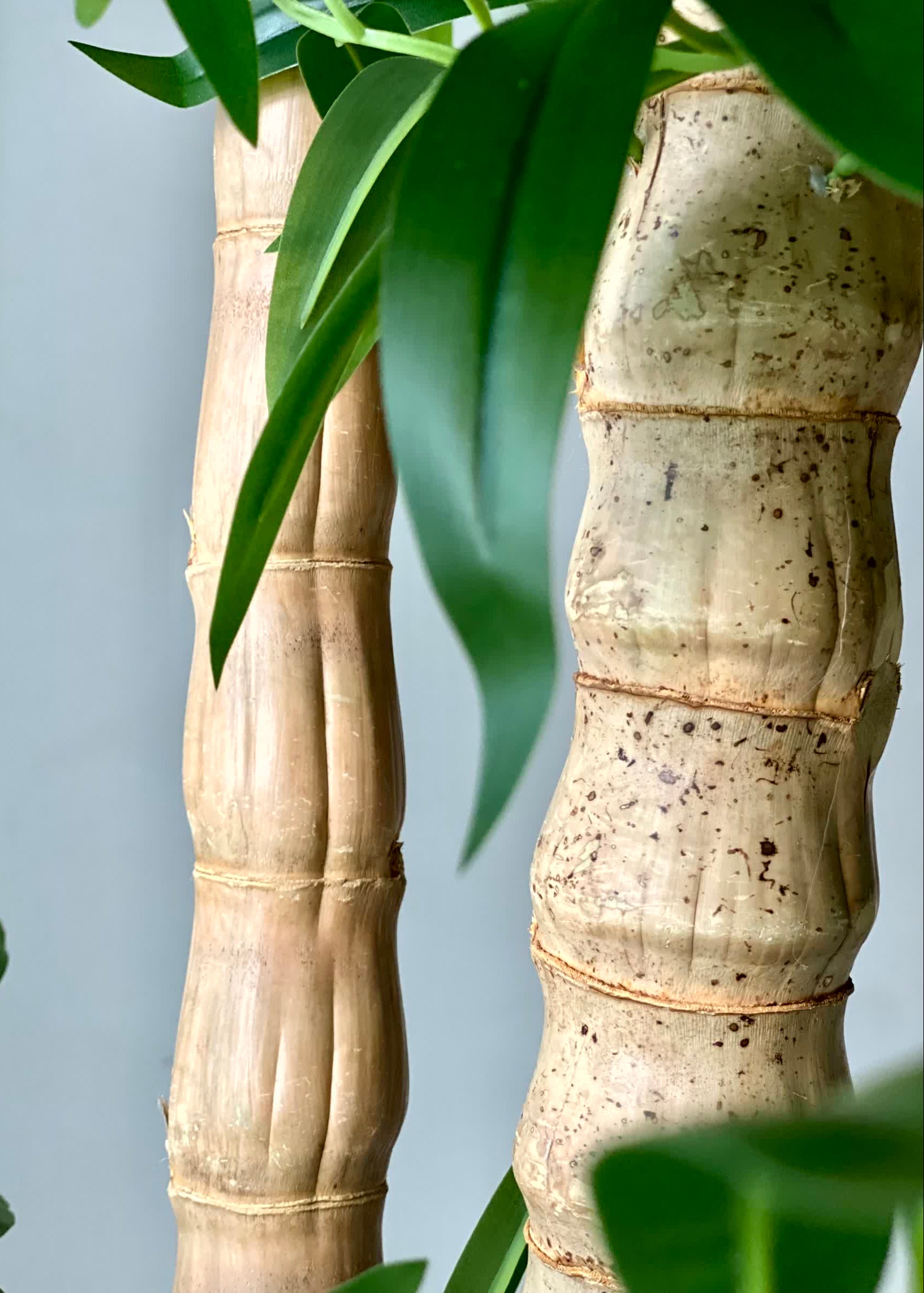 Artificial Timber Bamboo Plant - 6 Feet