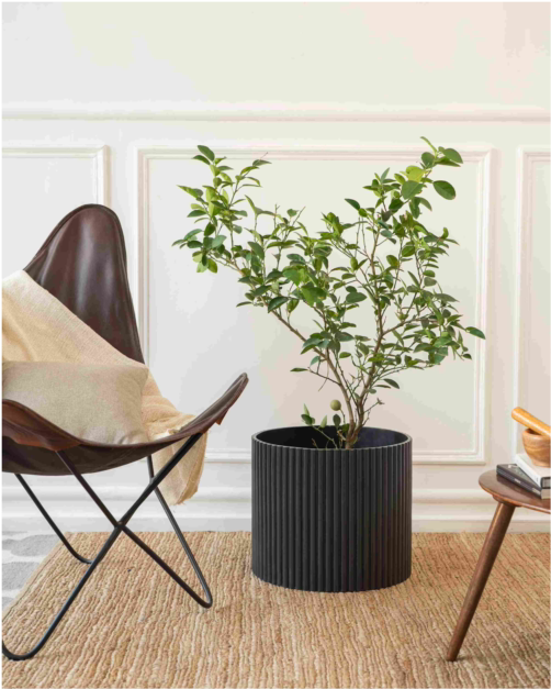 Extra Large Midori Planter - Black