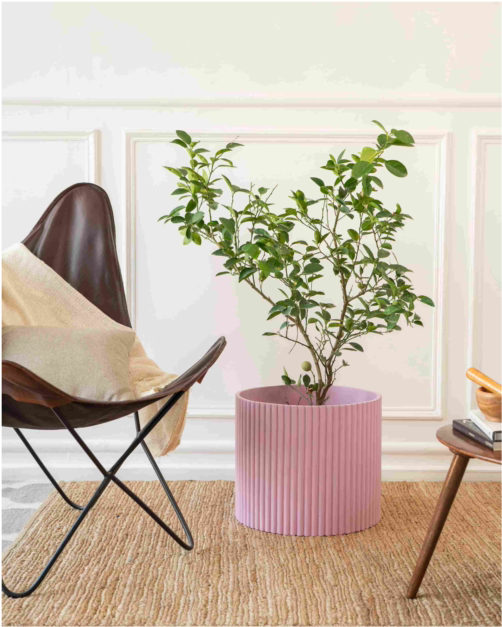 Extra Large Midori Planter - Nude Pink