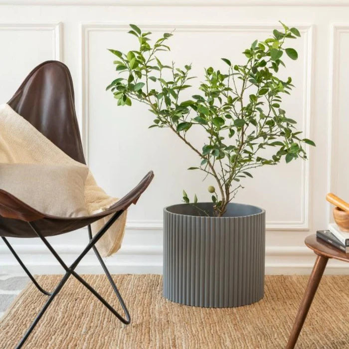 Midori Planter